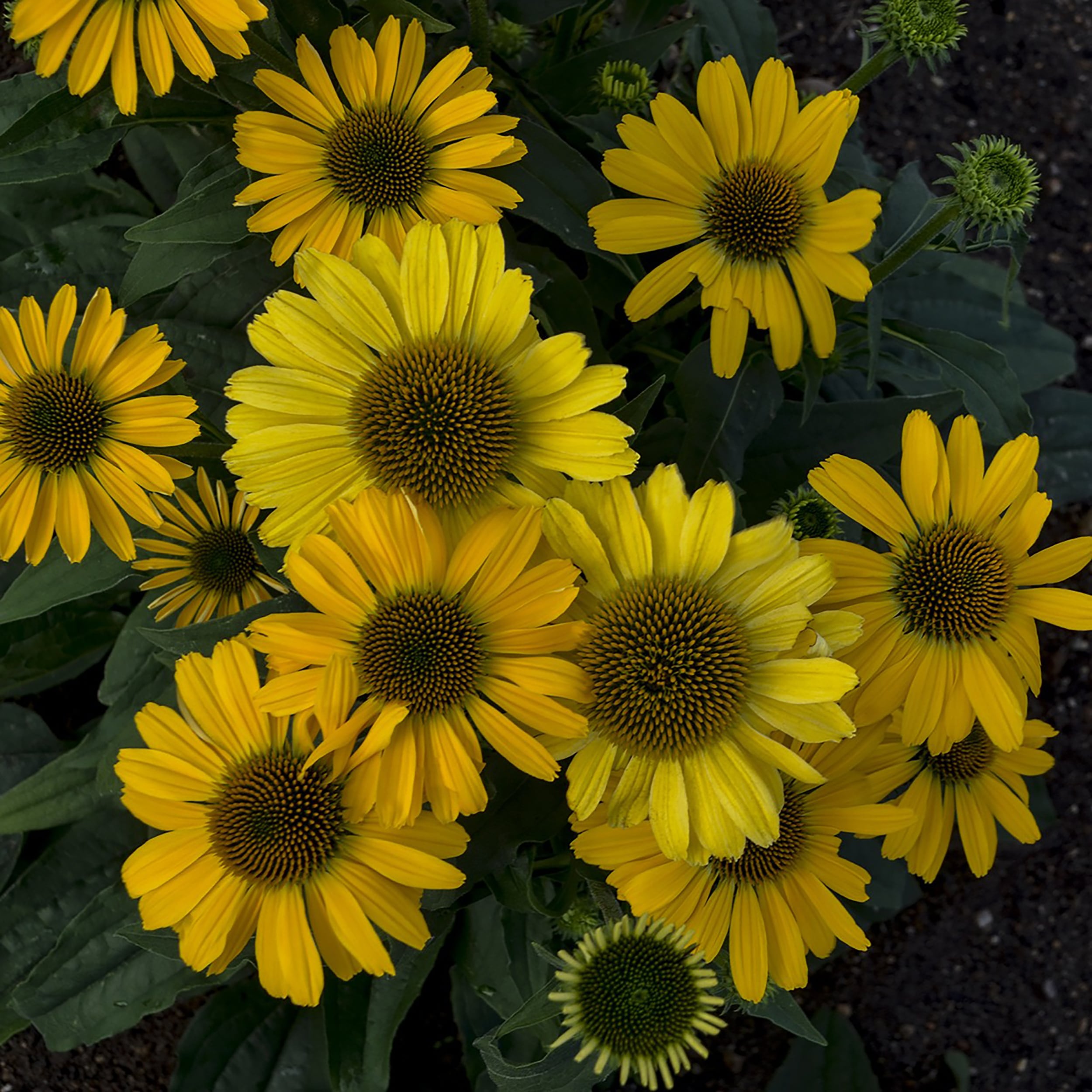 Proven Winners ECHPWP2036102 perennials - View #2