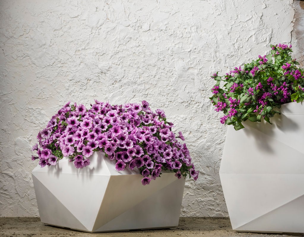 Proven Winners 4478 annuals - View #5