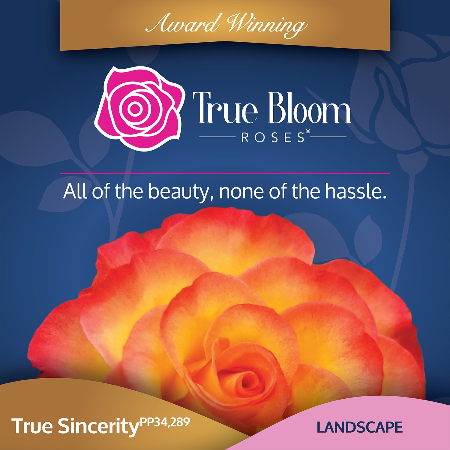 Altman Plants 0872518 roses - View #5