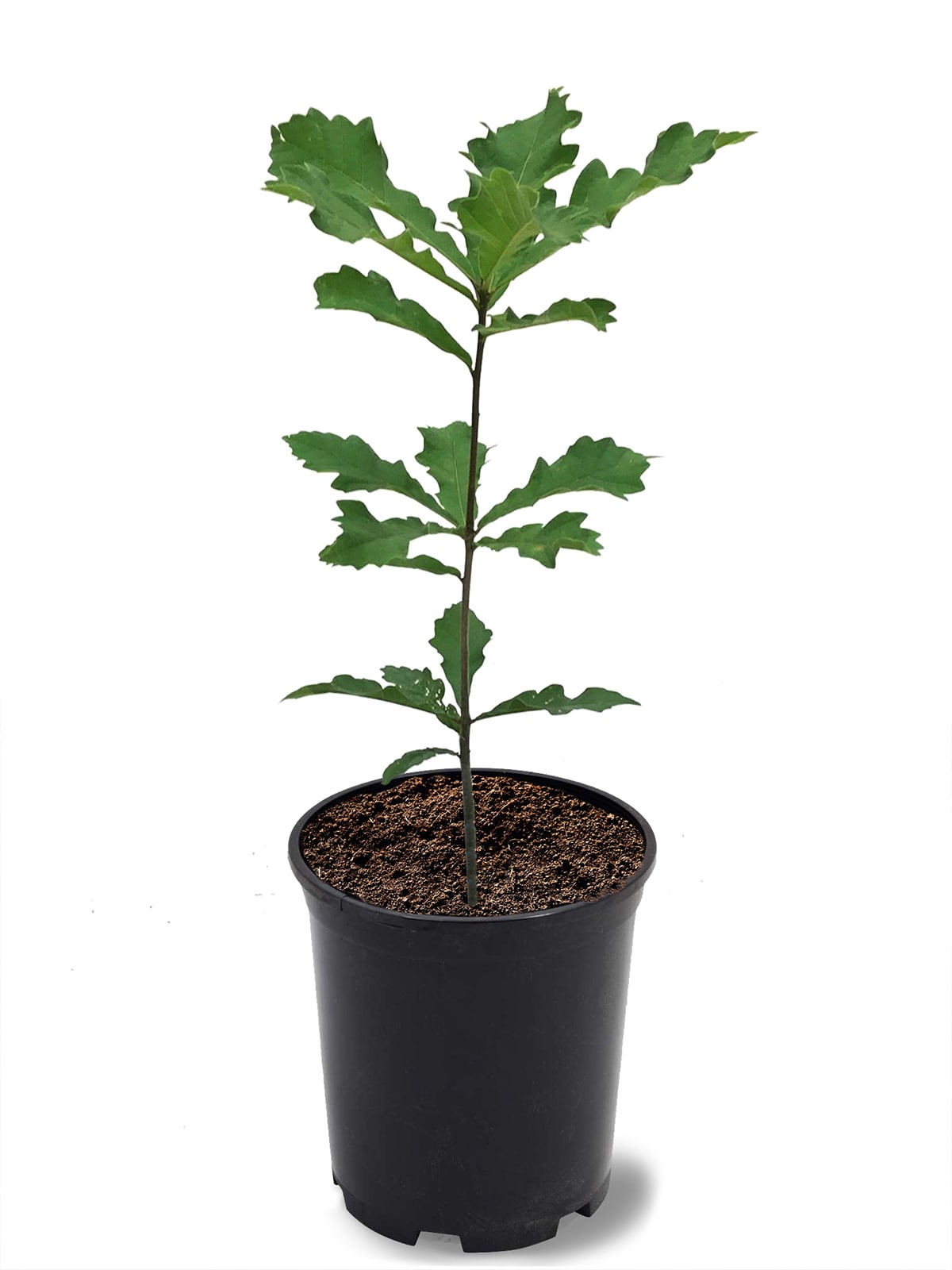 Southern Planters OAKSWA01G 1 -Gallon Shade Swamp White Oak In pot (with soil)
