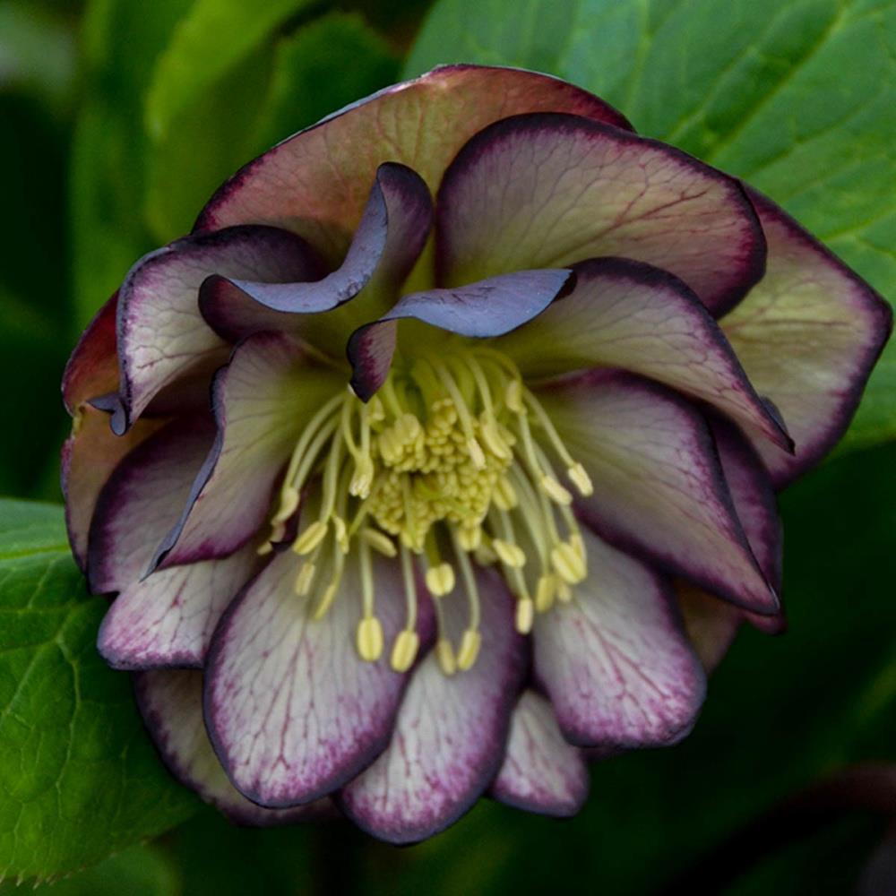Gardens Alive! 60577 Purple Black Tie Affaire Lenten Rose (Helleborus) in 1-Pack Bareroot