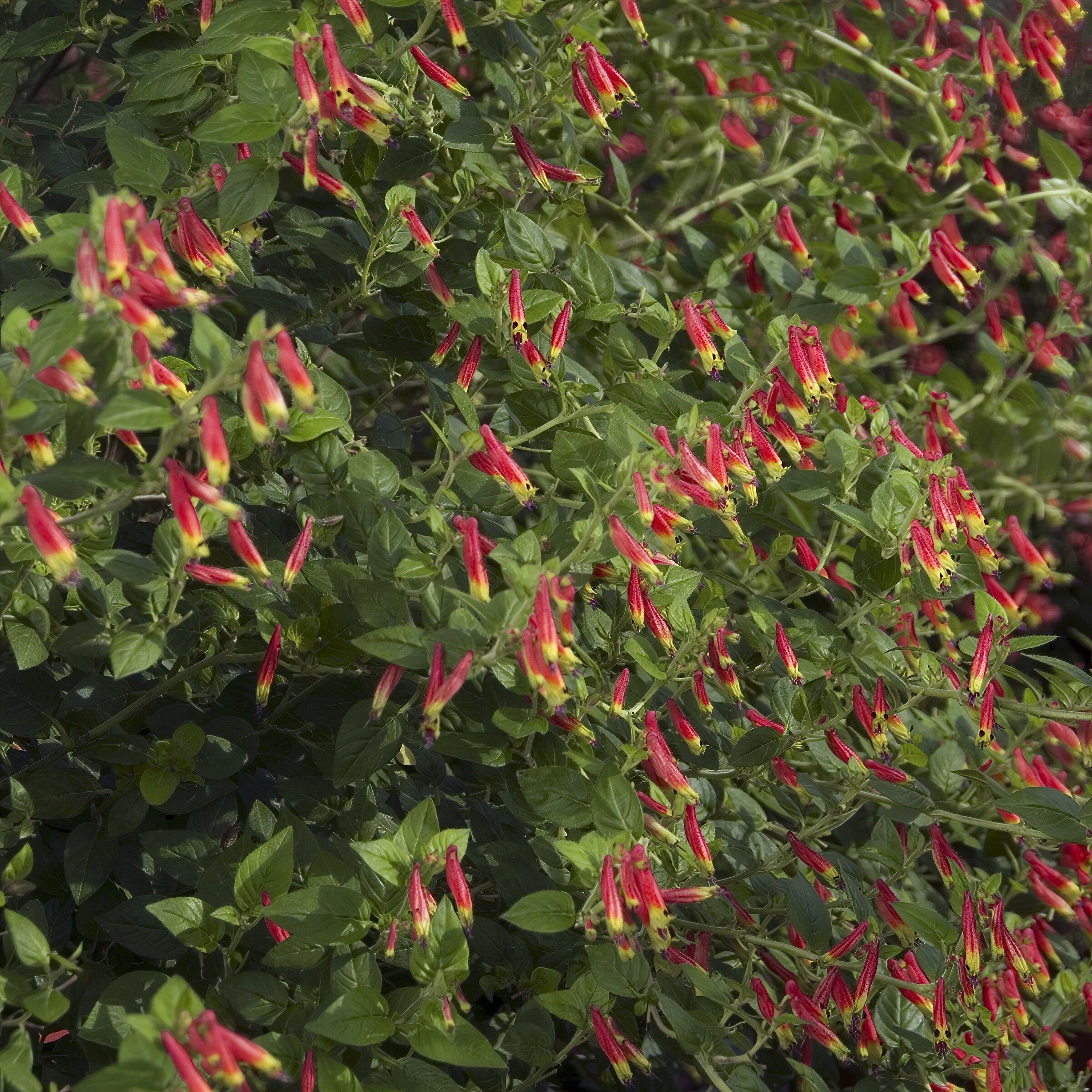 National Plant Network LW1533 perennials - View #2