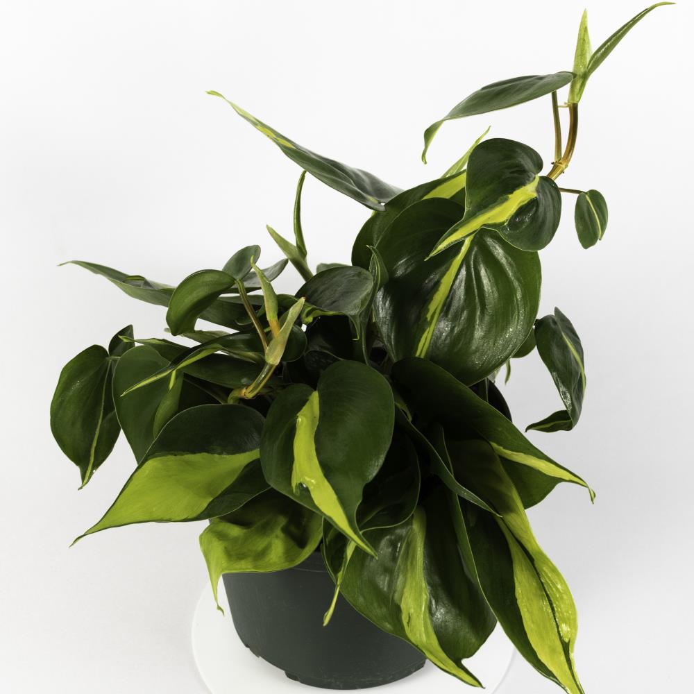 Philodendron Brasil Plant in 6 in. Grower Pot