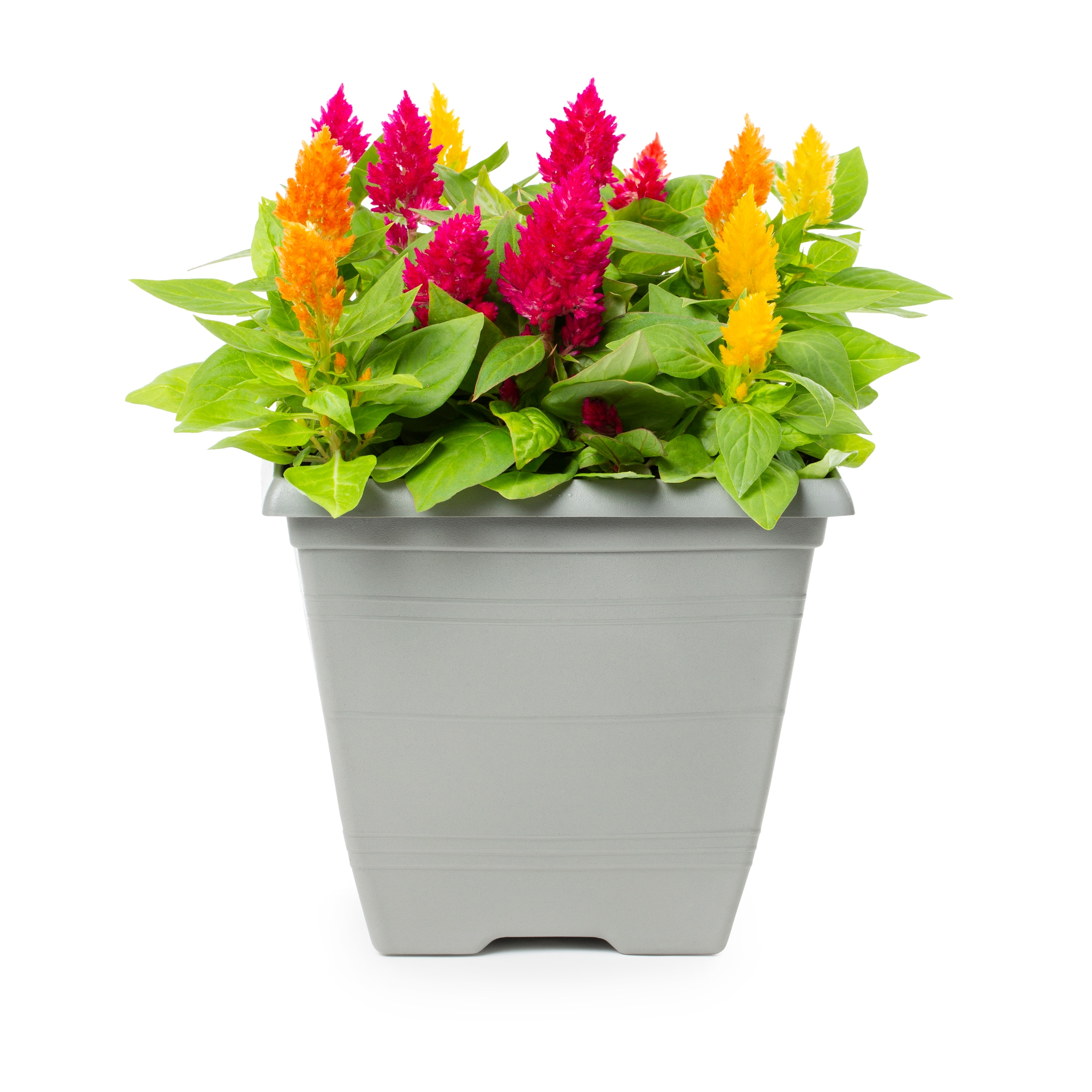 Lowe's NURSERY Multicolor Celosia in 1-Gallon Planter