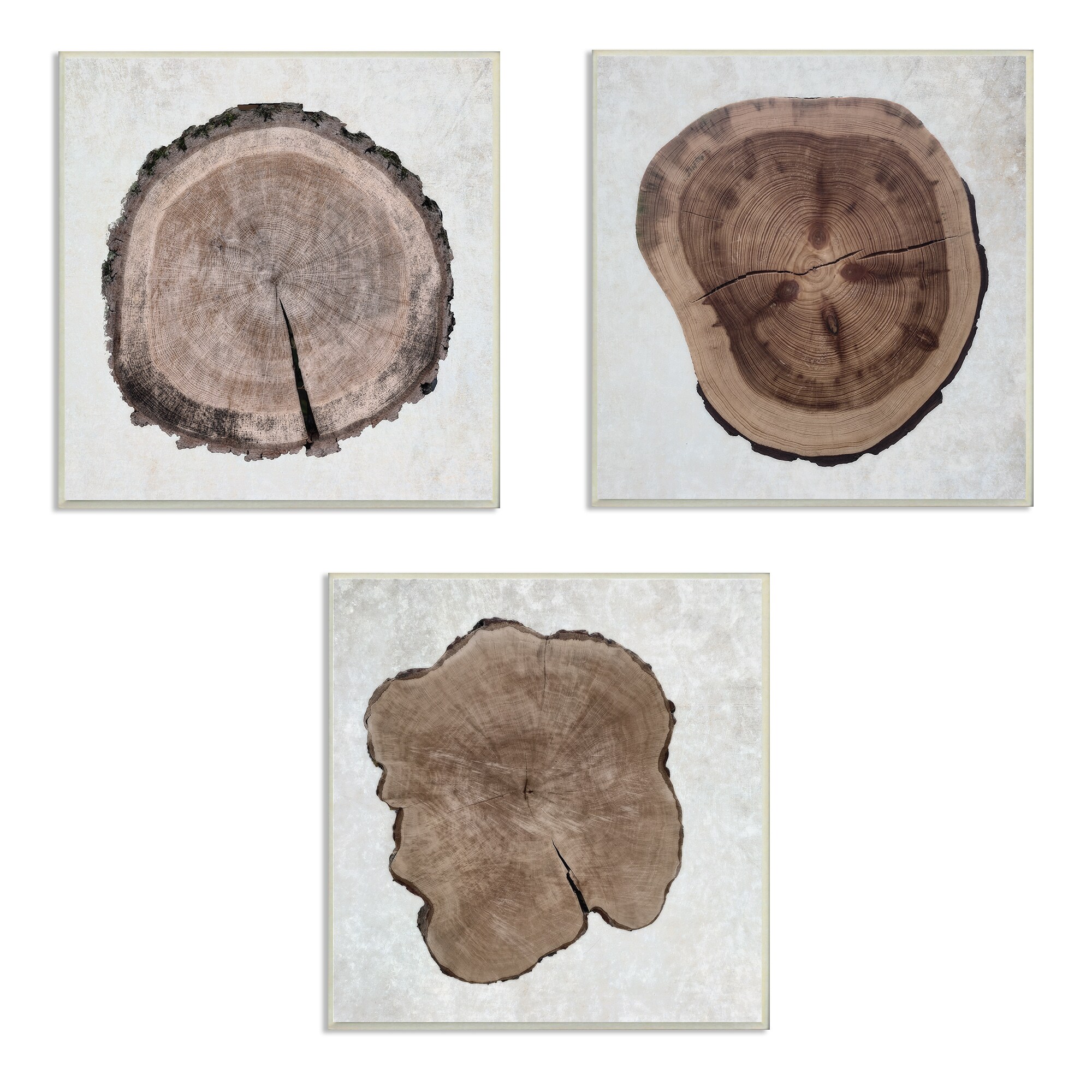 Stupell Industries TWP-234-WD-3PC-12X12 Tree Ring Cross Section Cora Niele 12-in H x 12-in W Abstract Print