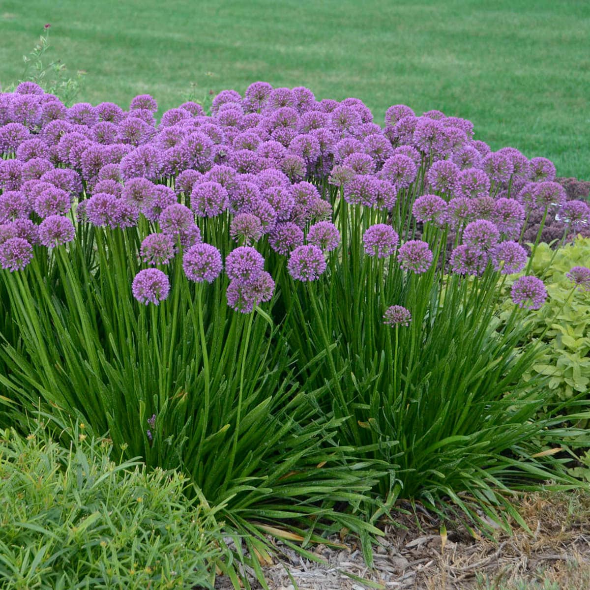 Spring Hill Nurseries 95002 perennials - View #3