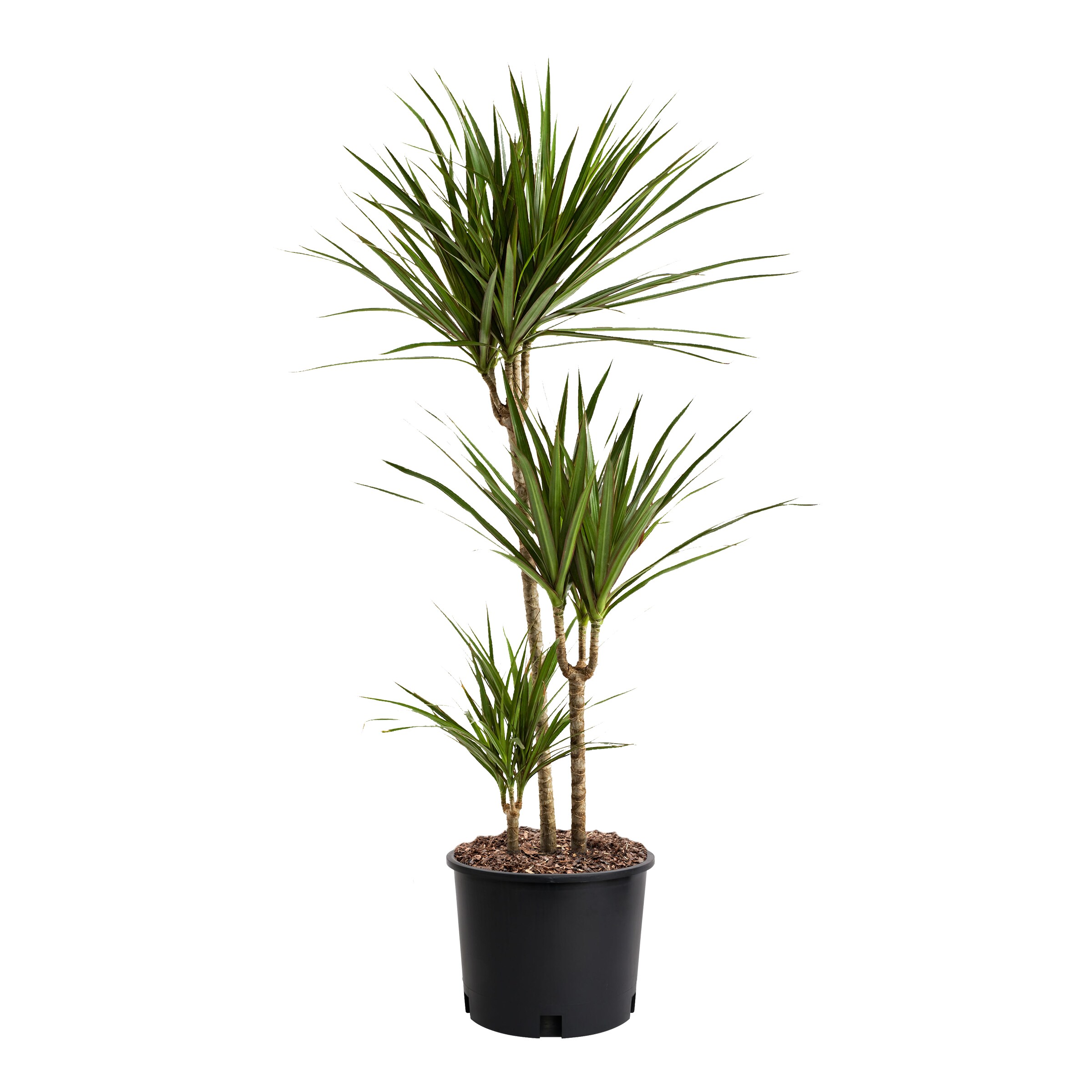 Lowe's White Ivory Tower Yucca Flowering Shrub in 1.72-Gallon Pot in ...