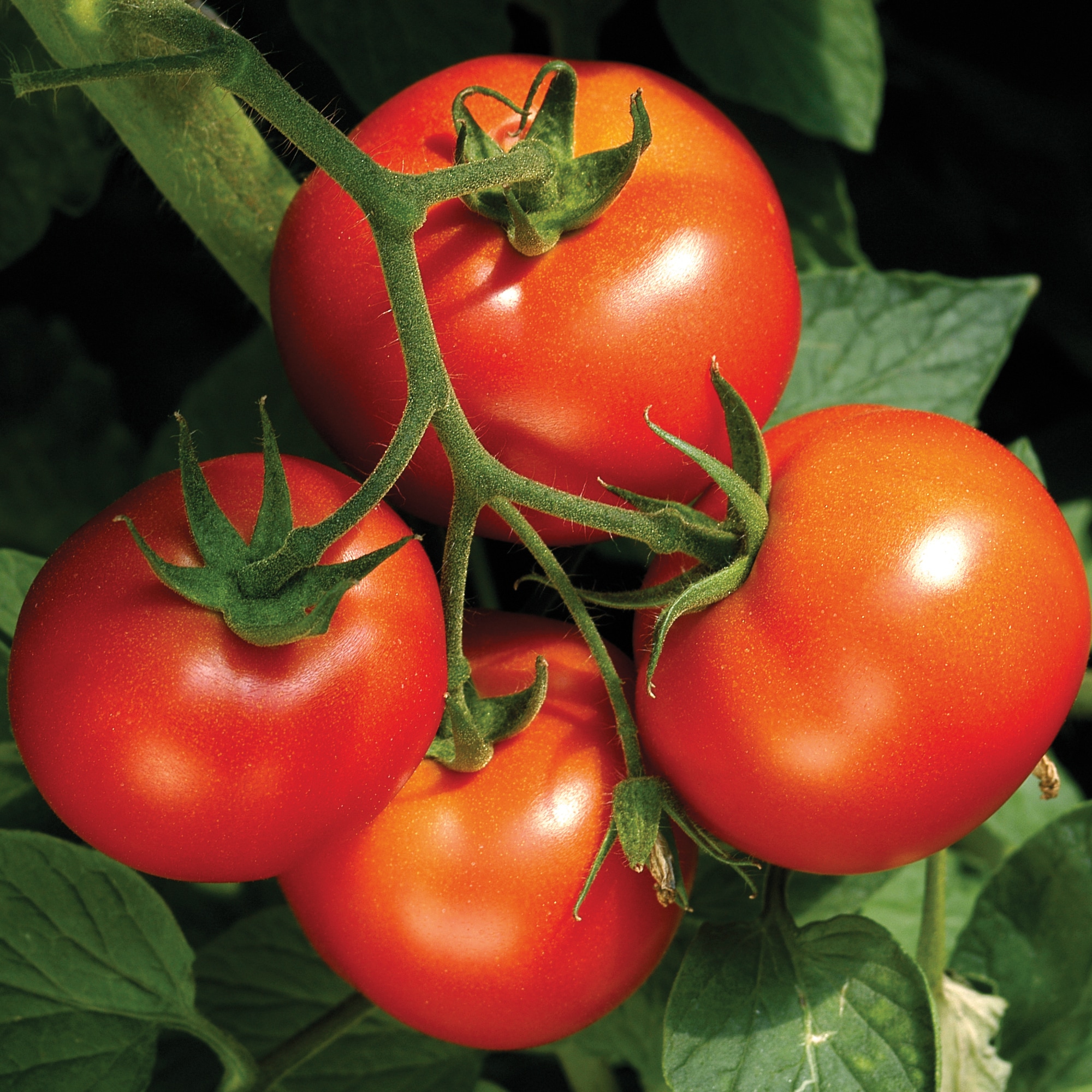 Lowe's Tomato Assortment Plant in the Vegetable Plants department at