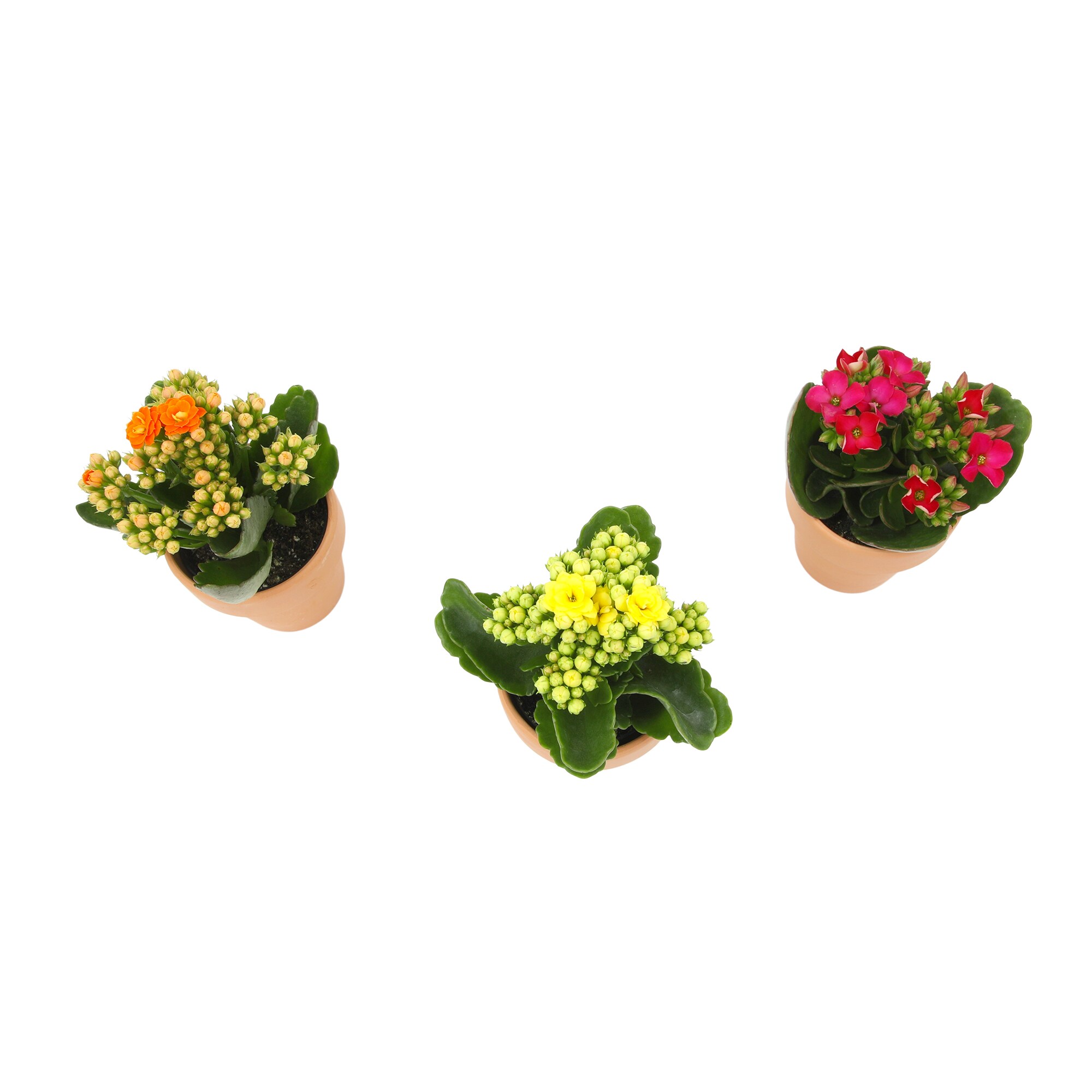 Altman Plants 0872860 Cacti-Succulents - View #8