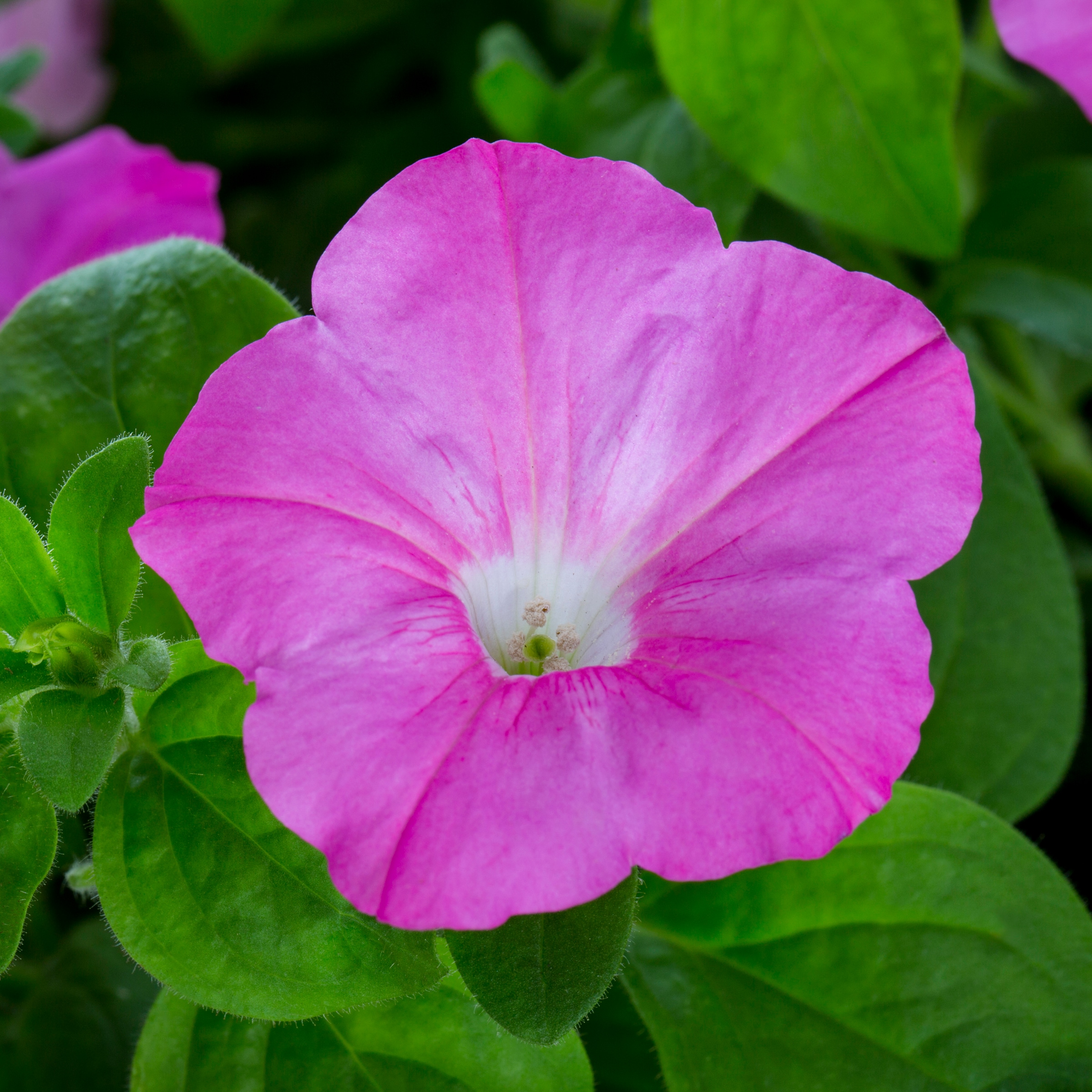 Lowe's Multicolor Wave Petunia in 1.7-Gallon Hanging Basket NURSERY at ...