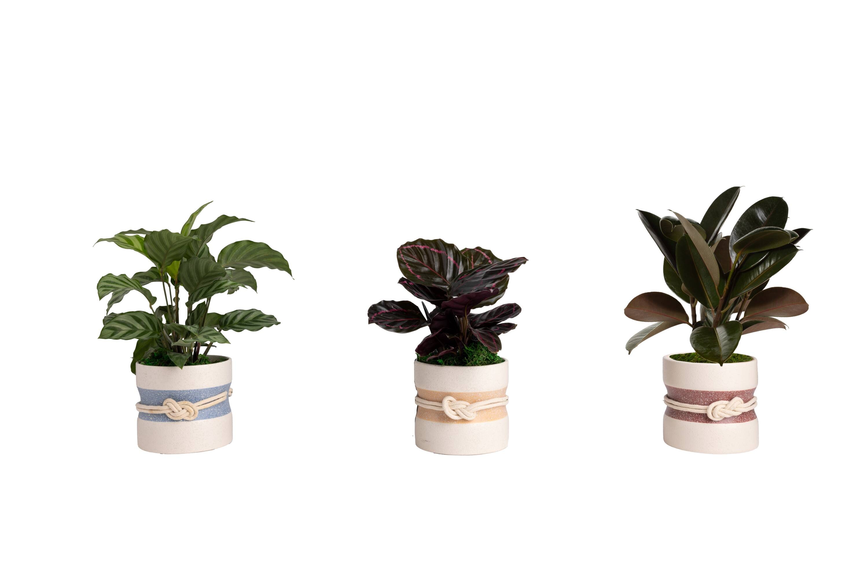 LiveTrends ASB08113 Knotty House plant in 12 Ounce(s) Pot 1 -Pack