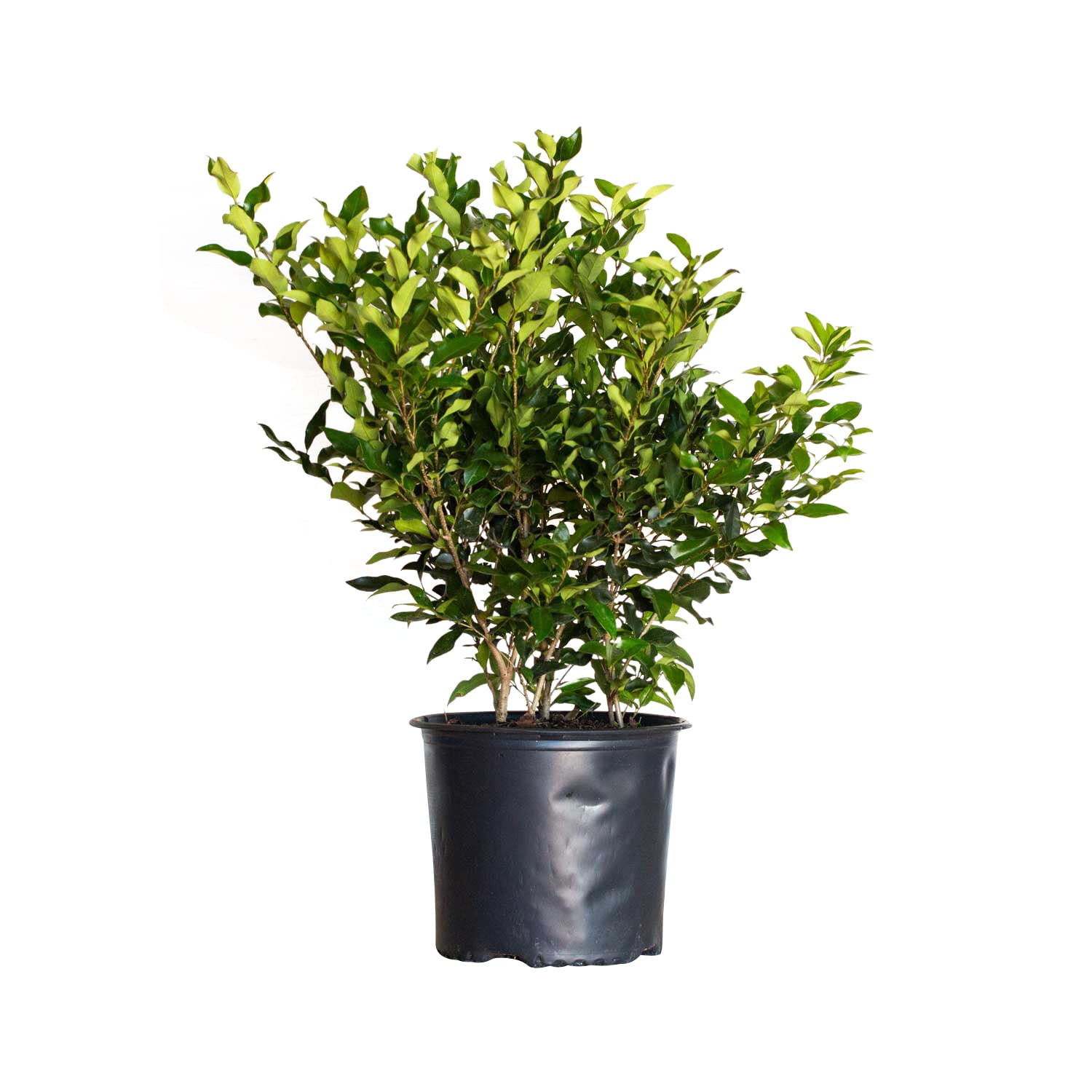 Flowerwood 39473FL-1 Wavy Leaf Ligustrum Recurvifolia Flowering Shrub in 2.5 -Gallon Pot 1 -Pack
