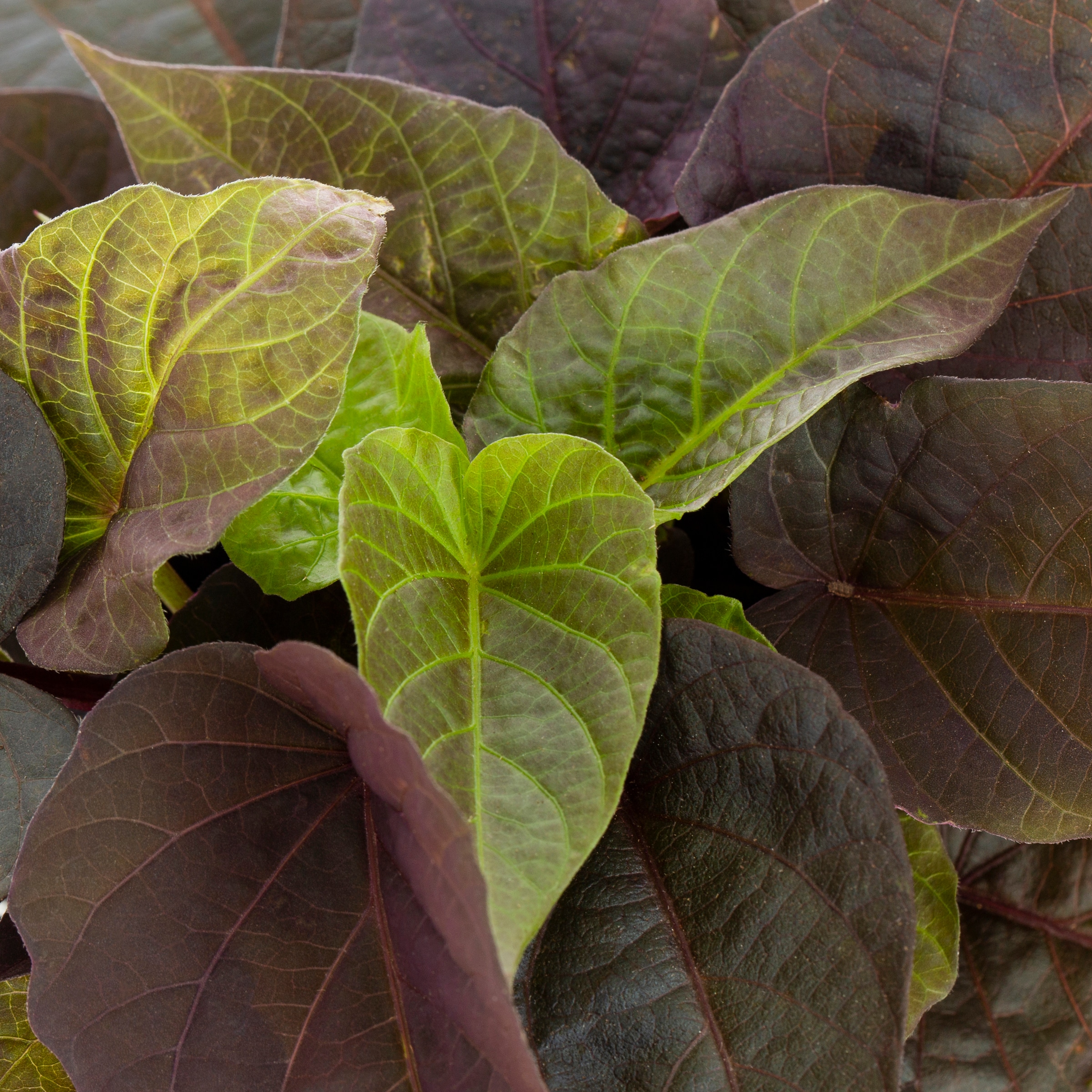 Lowe's NURSERY annuals - View #2