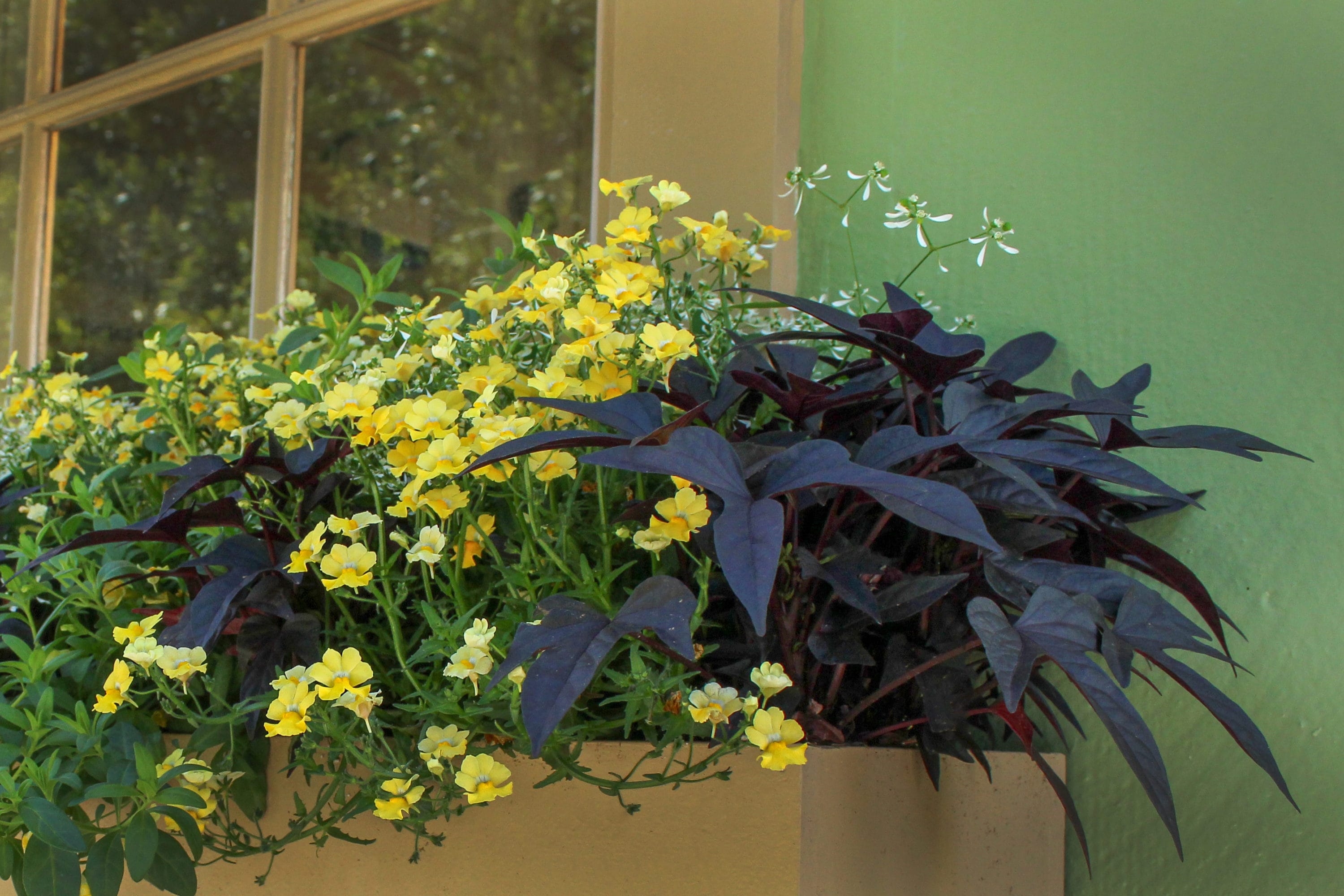 Monrovia 4995 annuals - View #3