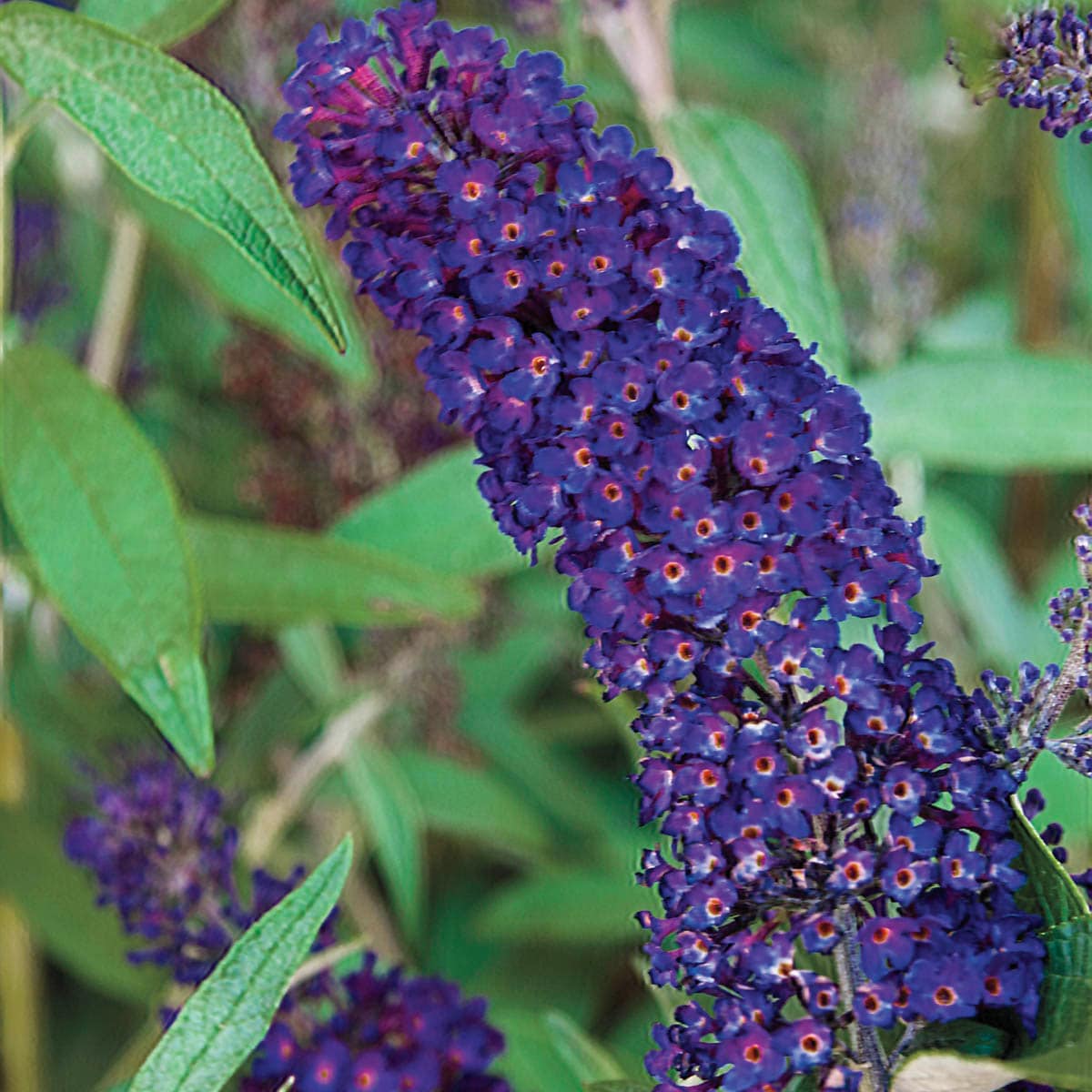 Spring Hill Nurseries 92278 shrubs - View #3