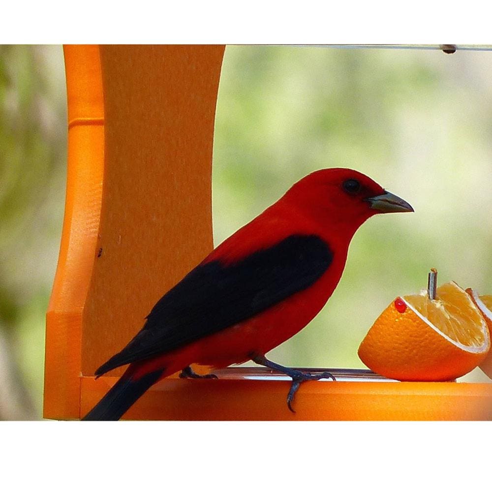 BIRDS CHOICE SNOF Bird-Feeders - View #8