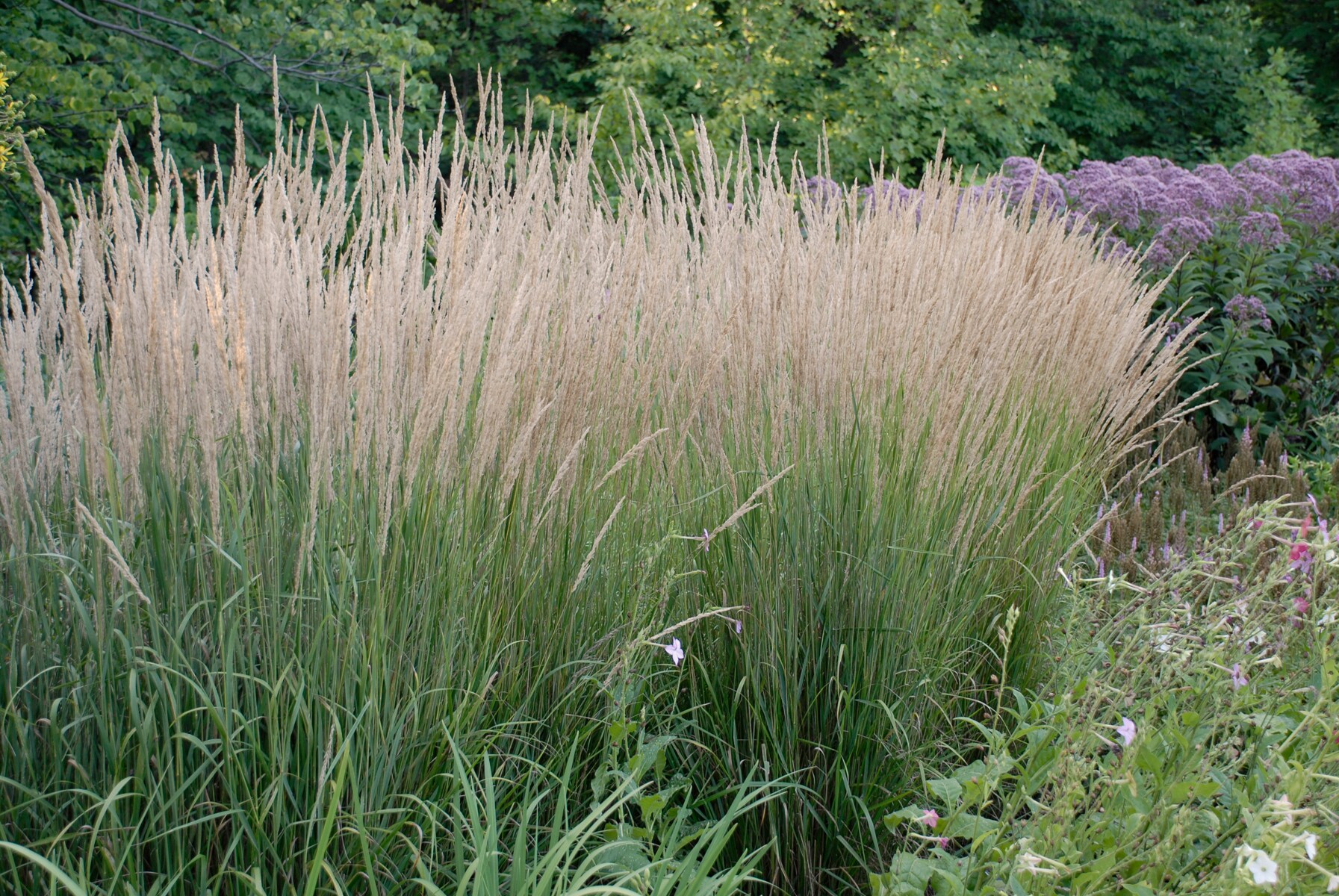  1474 perennials - View #2