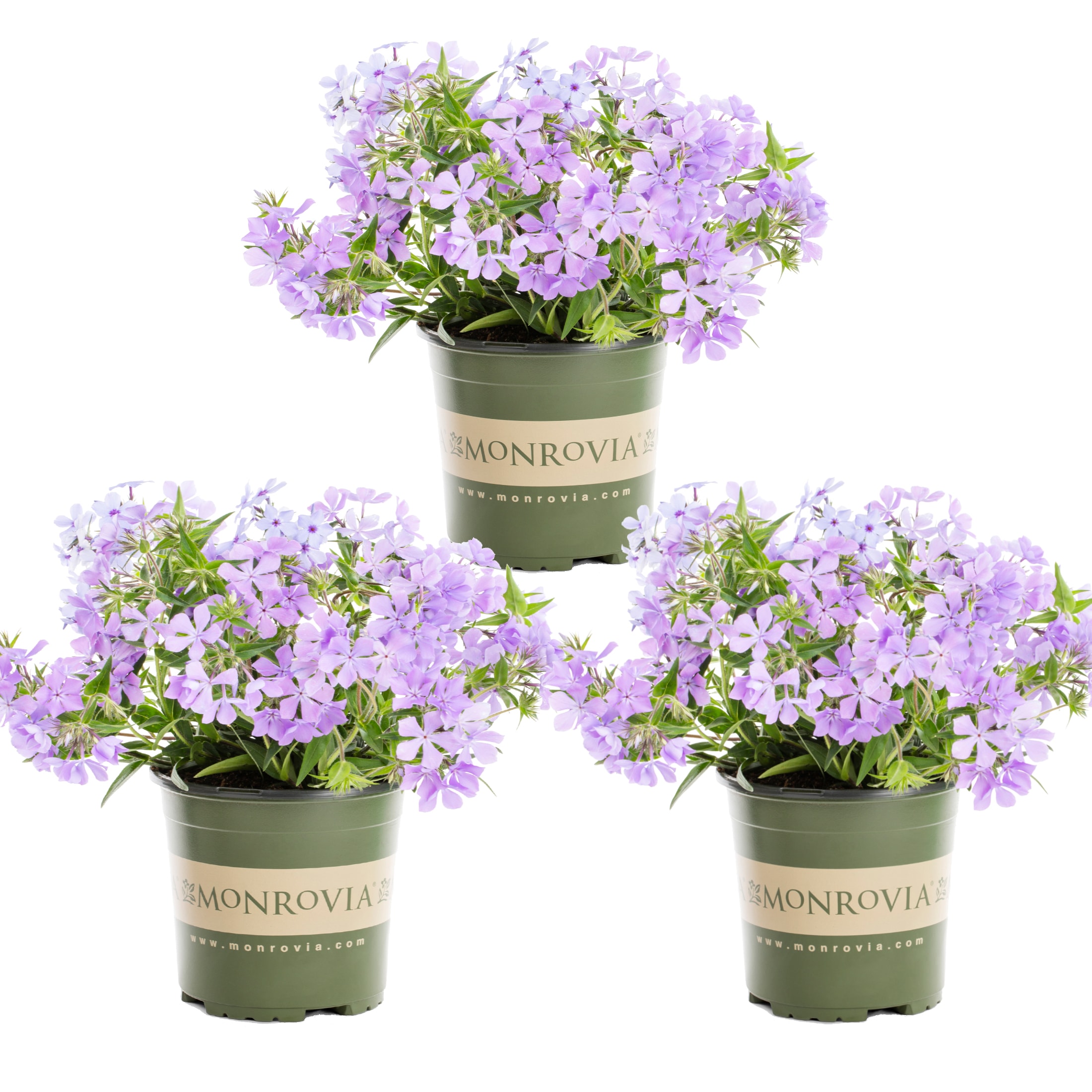 Monrovia Purple Phlox Plant in 2-Quart Pot 3-Pack in the Perennials ...