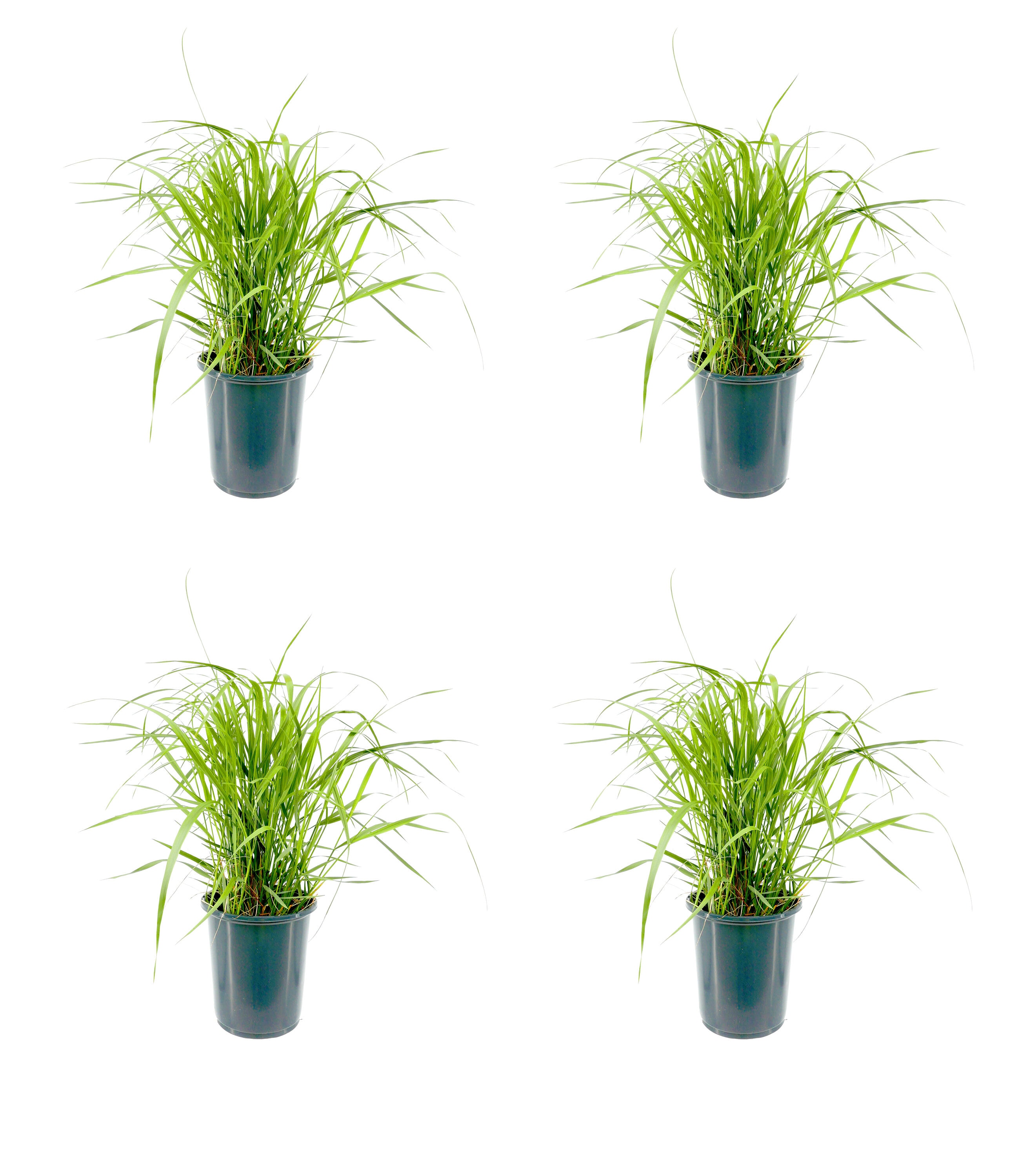  1474 Calamagrostis Grass Plant in -Quart Pot 4.0 -Pack