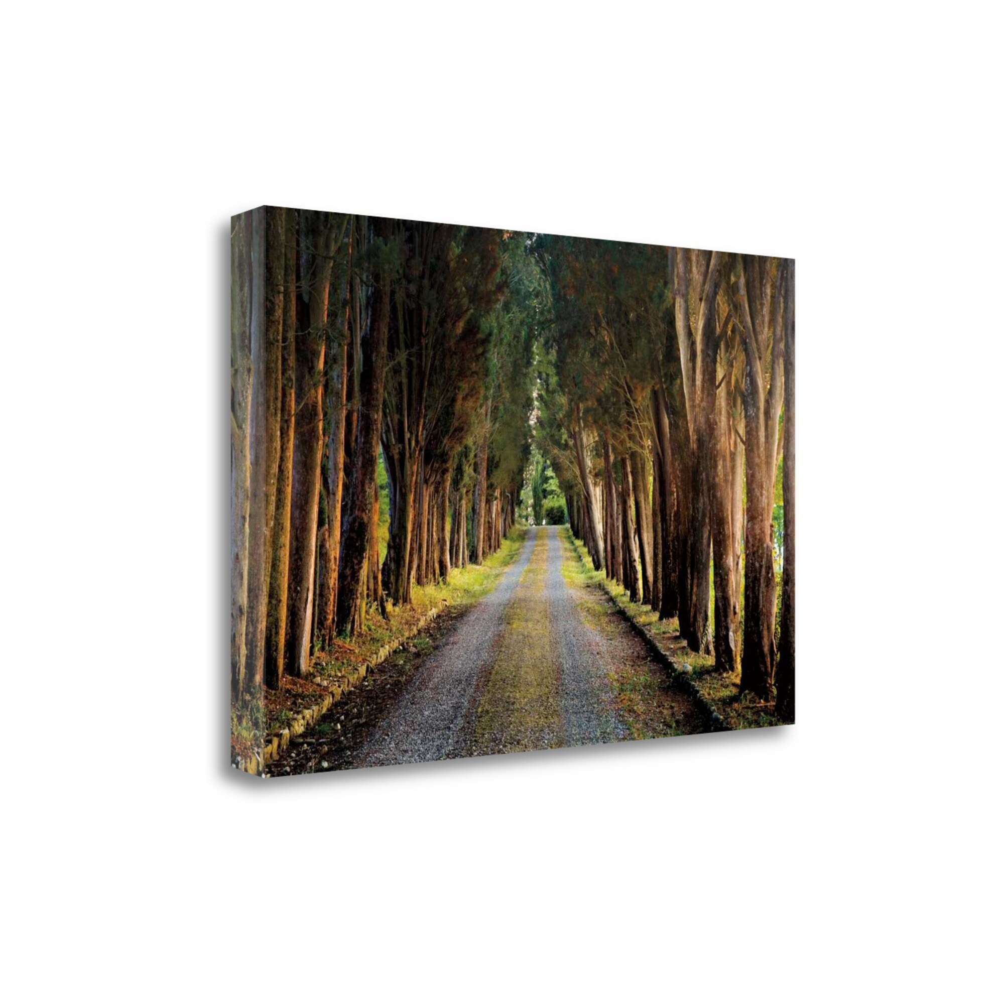 Tangletown Fine Art Tree Tunnel Michael Cahill 23-in H x 34-in W ...