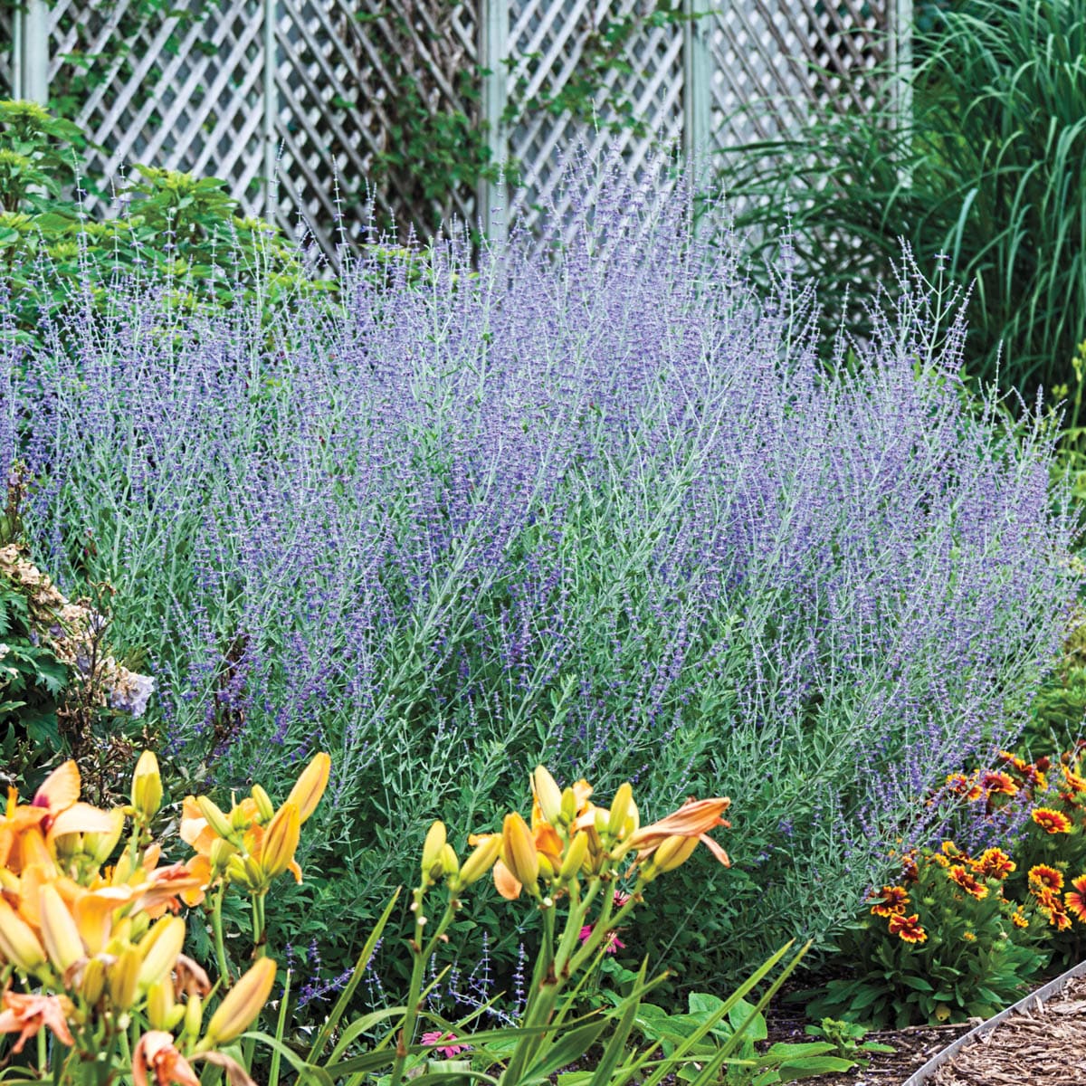 Spring Hill Nurseries 93912 Blue Flowering Little Spires Russian Sage Plant in 2.5 -Quart Pot 1 -Pack