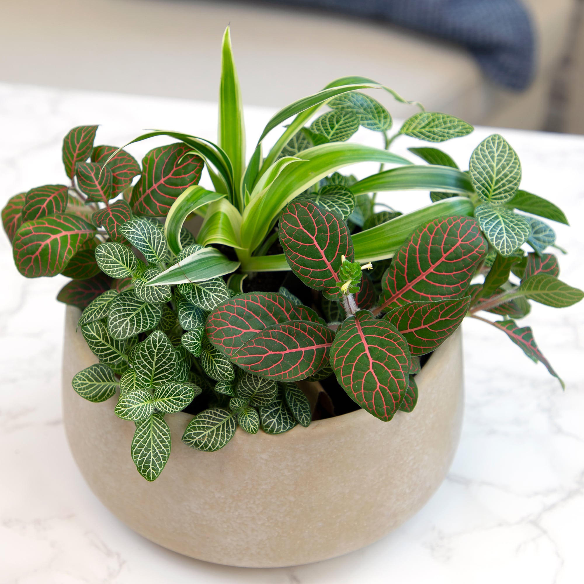 Altman Plants 0881360 hseplants - View #4