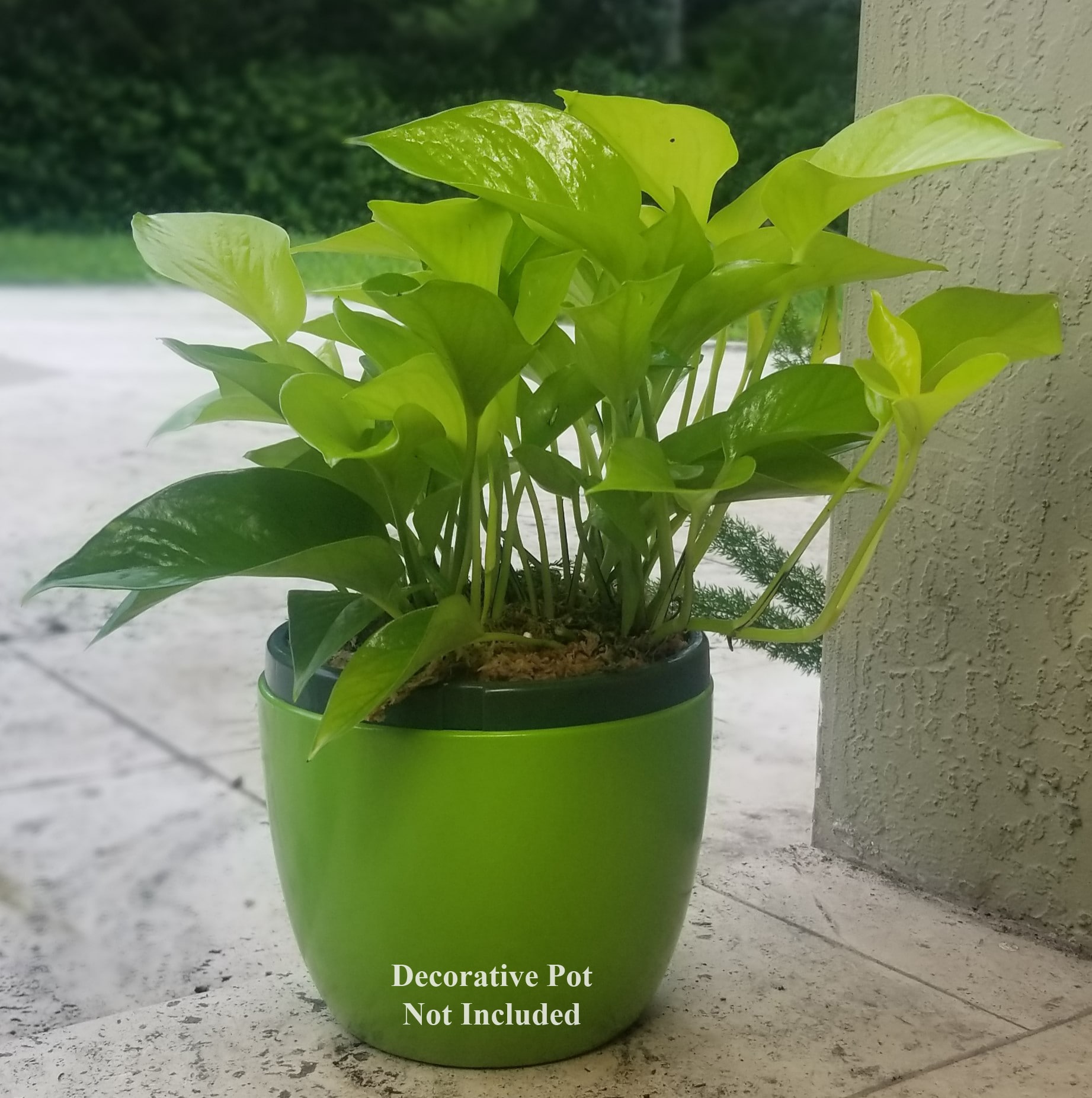 2PKNEOPOTL hseplants - View #2