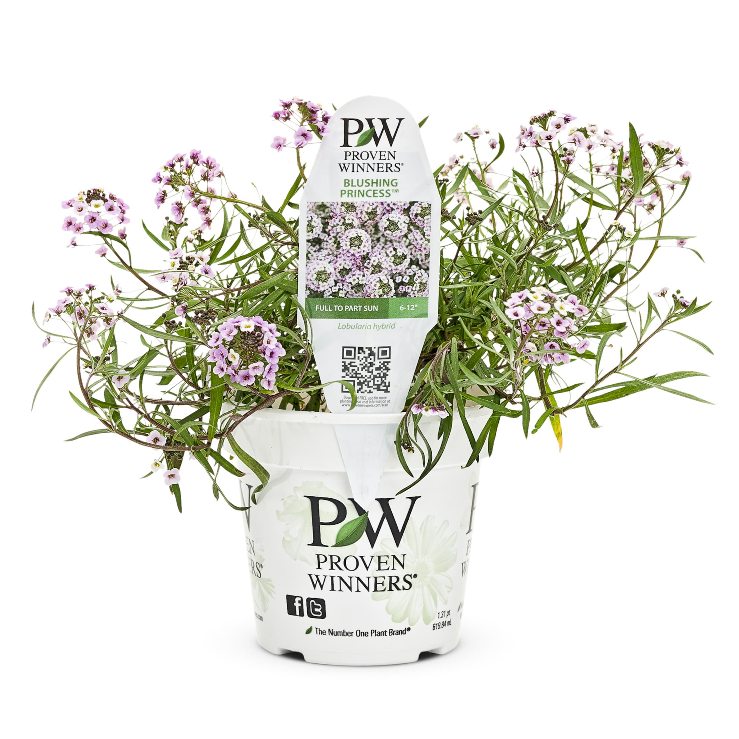Lowe's NURSERY 1.56-PT LOBULARIA BLSH PRNCESS PW