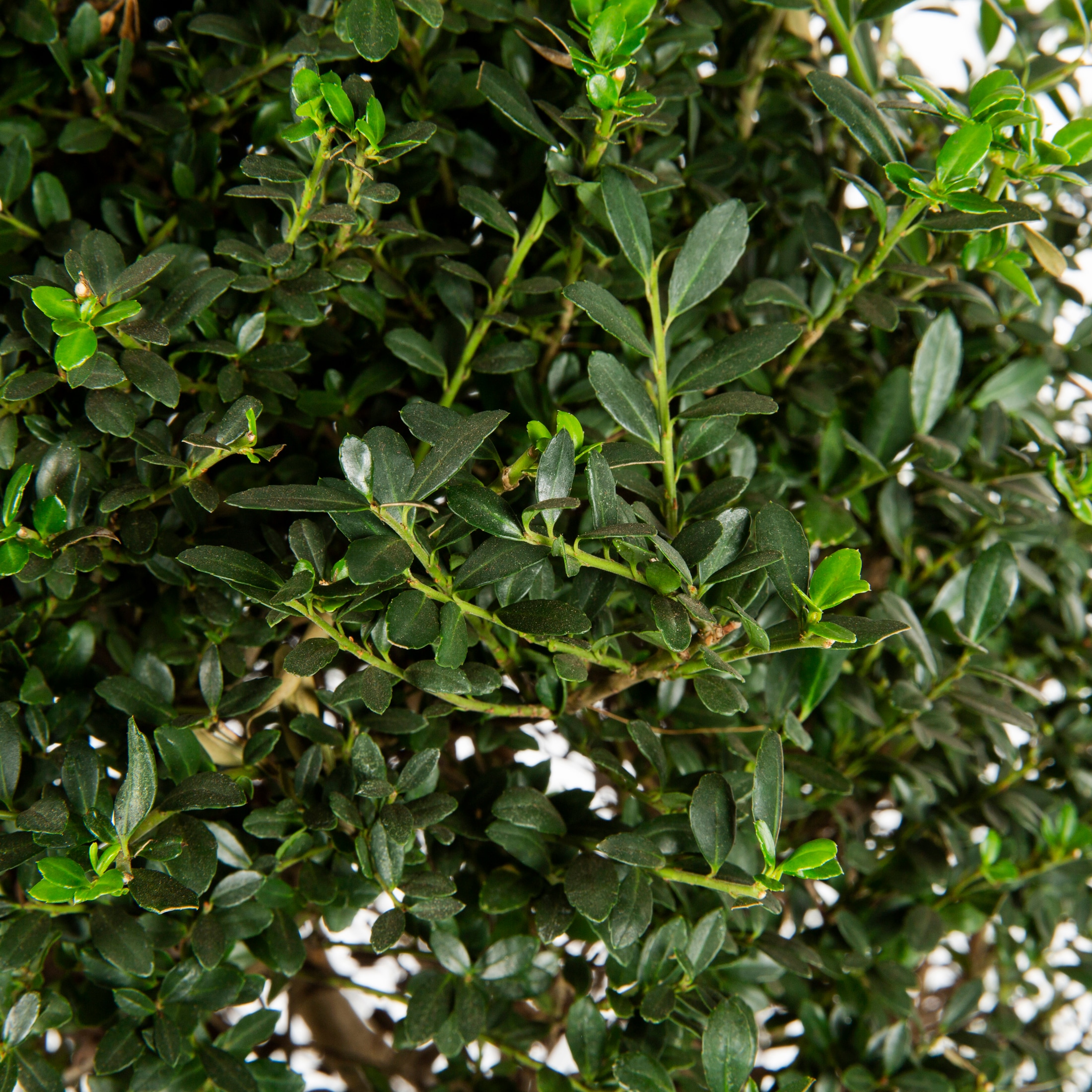 Monrovia NURSERY shrubs - View #2