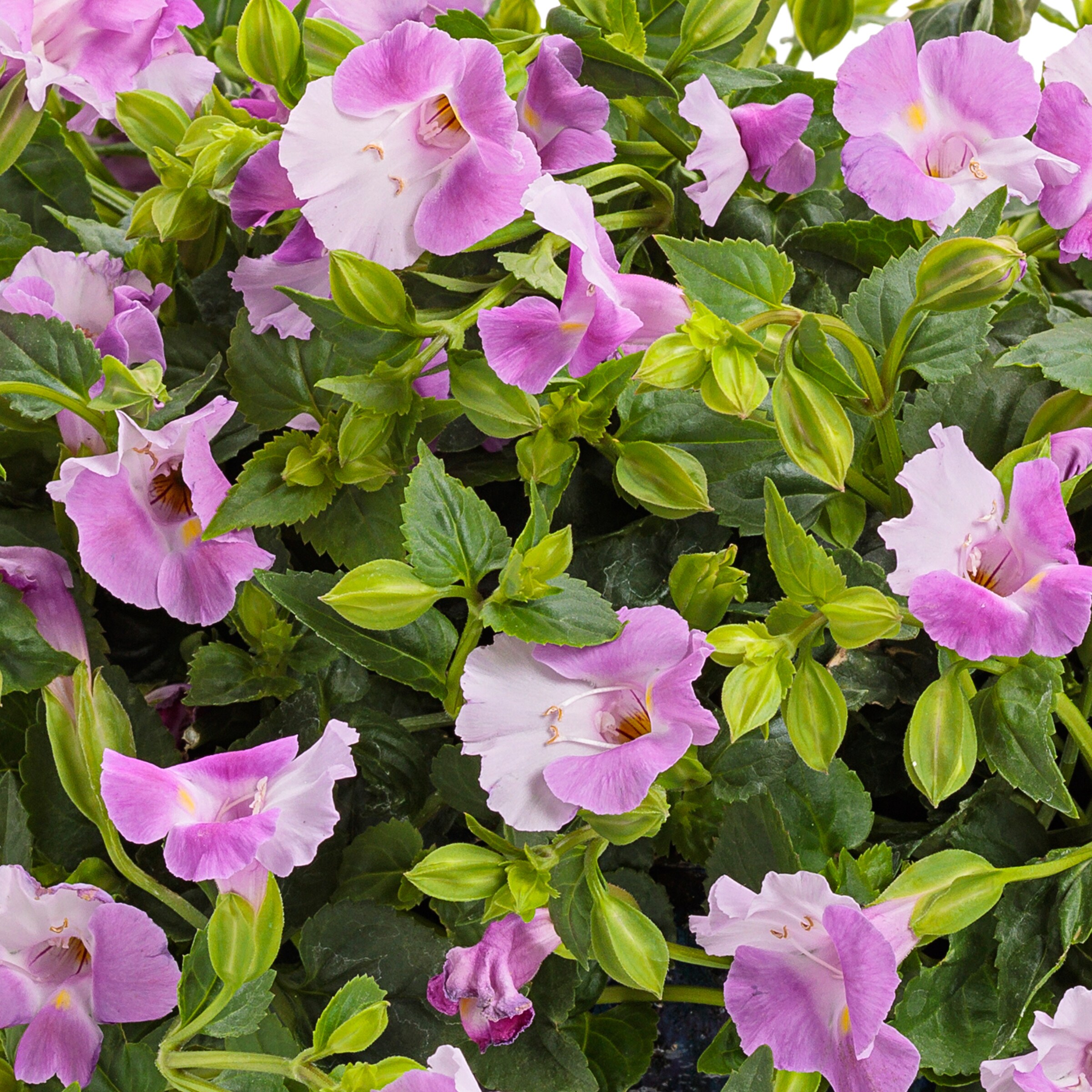 Lowe's 1.56-PT TORENIA CAT PINK PW in the Annuals department at Lowes.com