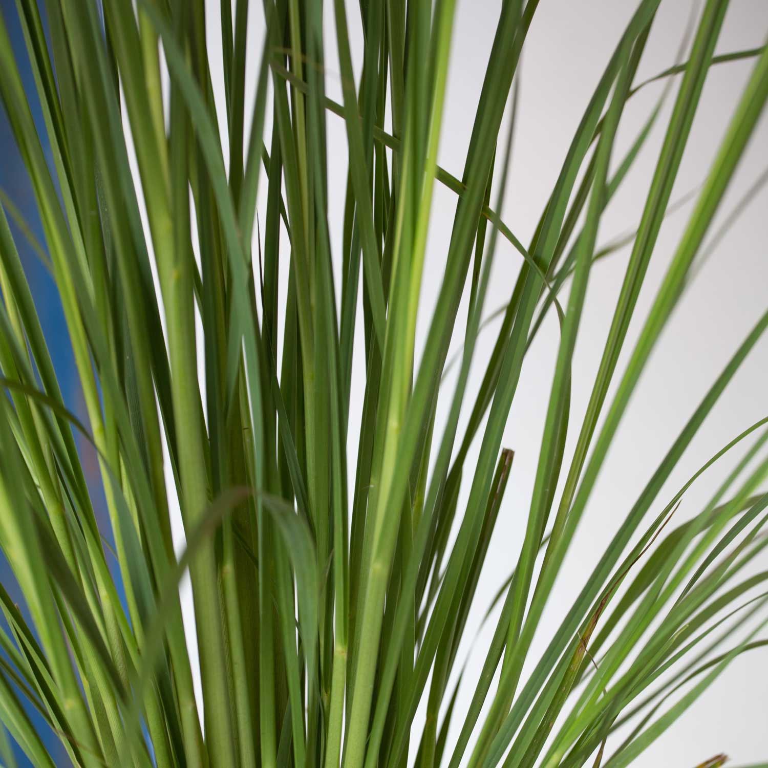 Flowerwood 1055Q-2 Ornamental-Grasses - View #3