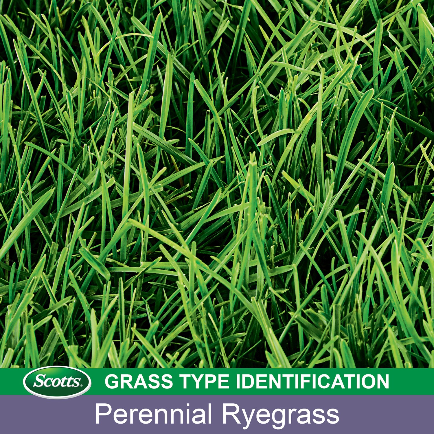 Scotts 18260A Grass-Seed - View #6