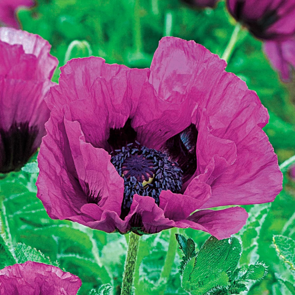 Breck's 90376 Red Flowering Central Park Oriental Poppy Dormant Plant in 1 -Pack Bareroot 3 -Pack