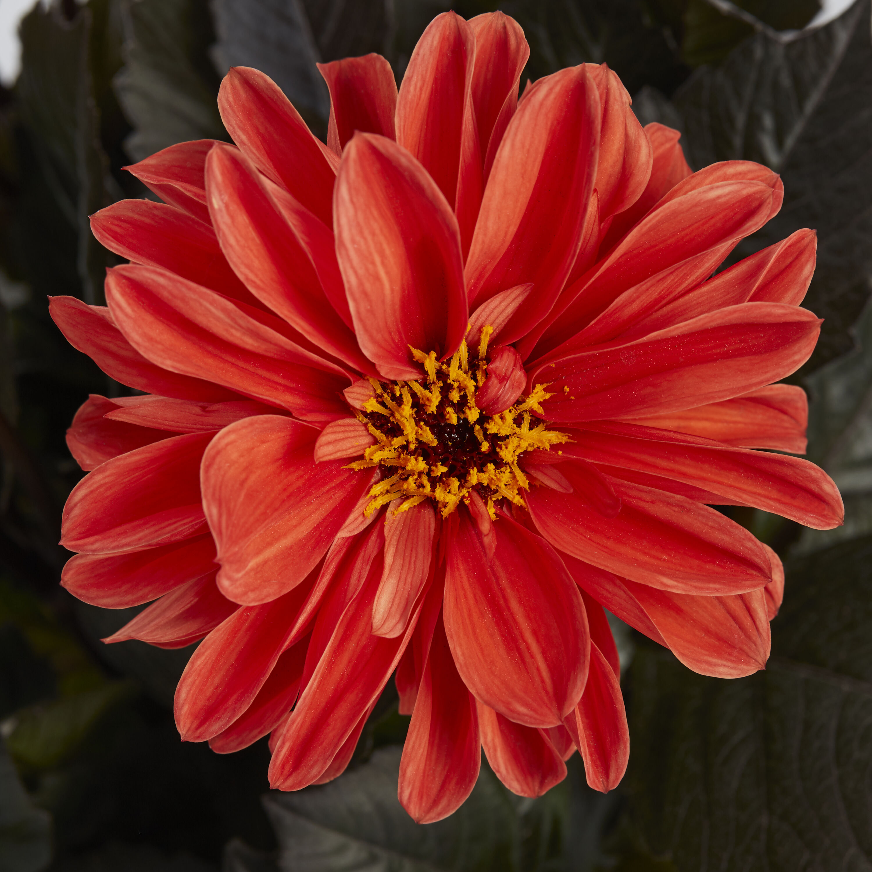 Lowe's NURSERY perennials - View #4