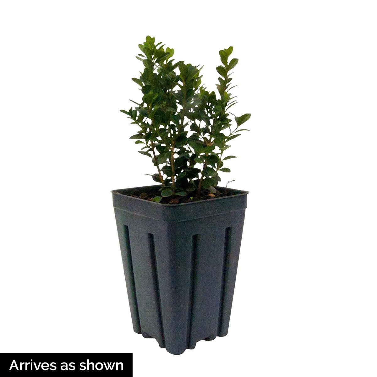 Spring Hill Nurseries Green Gem Boxwood Foundationhedge Shrub In 1 Packs Bare Root In The 3644