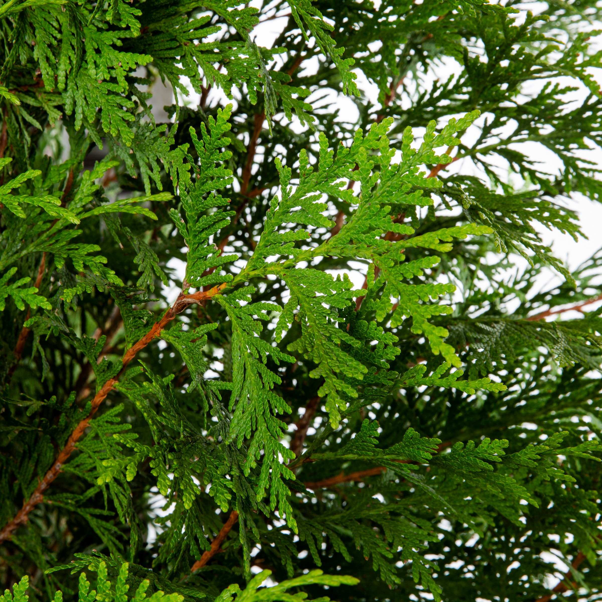  NURSERY trees - View #2