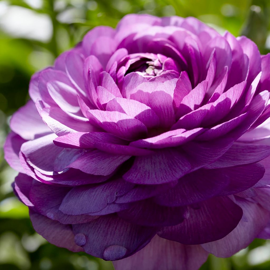 Van Zyverden 87085 Purple Persian buttercup Bulbs 7 Count