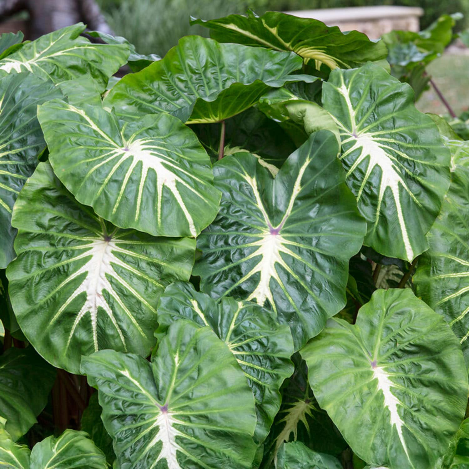 Garden State Bulb ECS-229-01-01 Multicolor Colocasia White Lava Elephant Ear Bulbs 1 Count