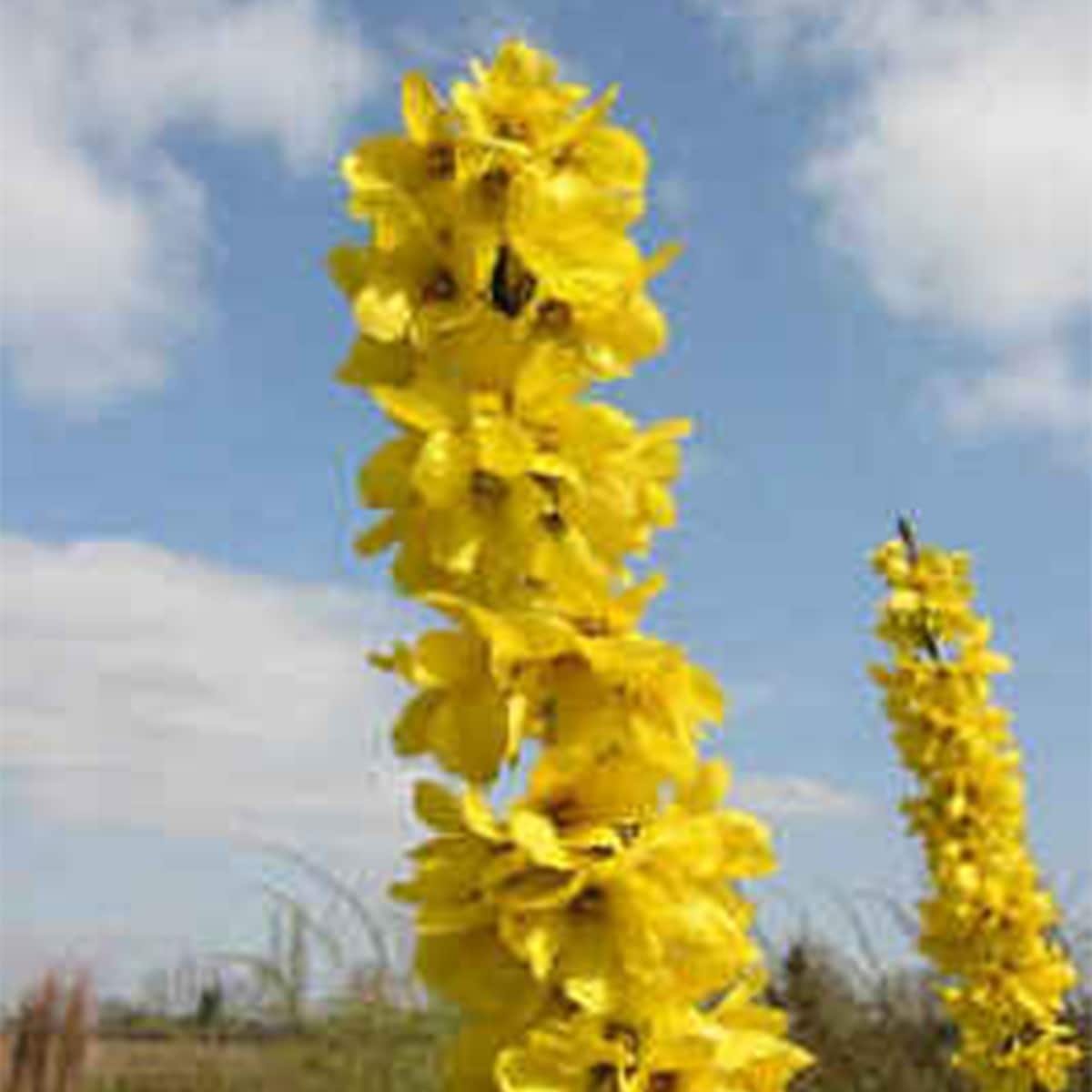 Van Zyverden 82903 Plant-Bulbs - View #3