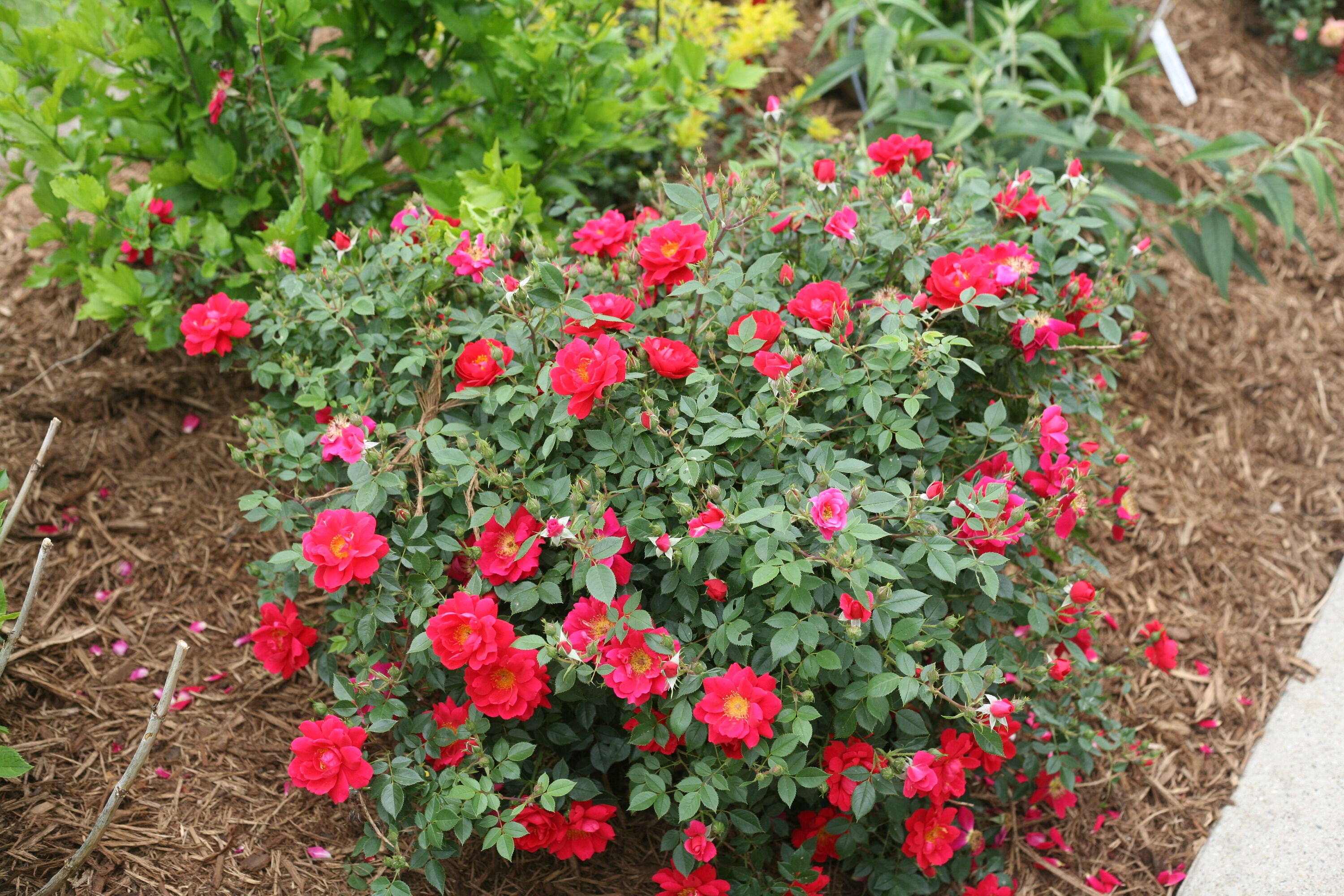 Proven Winners ROSPRC1116101 shrubs - View #2