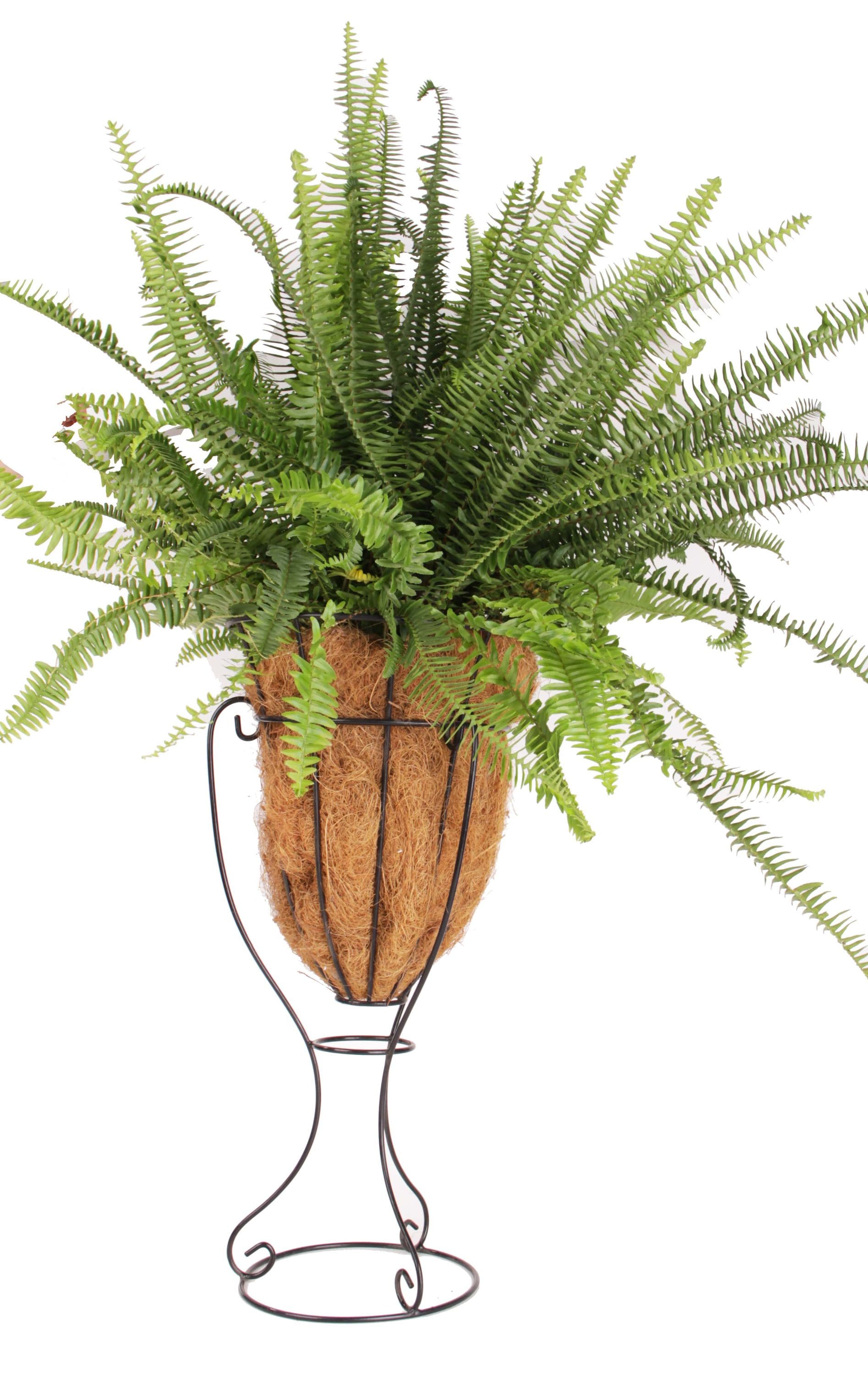 Kimberly queen fern Plants, Bulbs & Seeds at Lowes.com