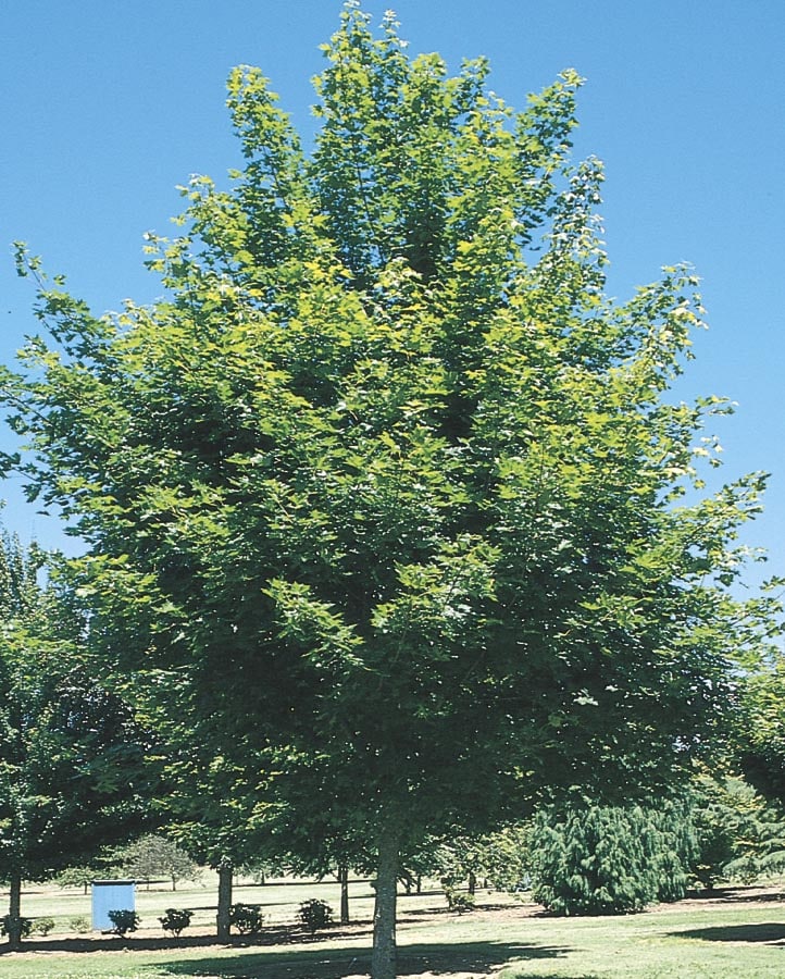  ACERUS0020 19.59-Gallon Red Shade Tree Red Maple In Pot (With Soil)