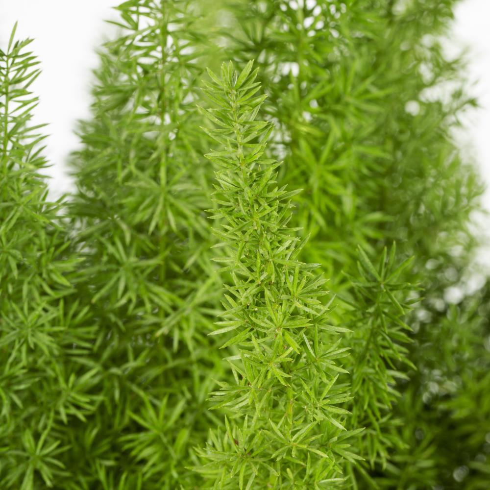 Foxtail Fern, Asparagus densiflorus 'Myers', Quart Plant