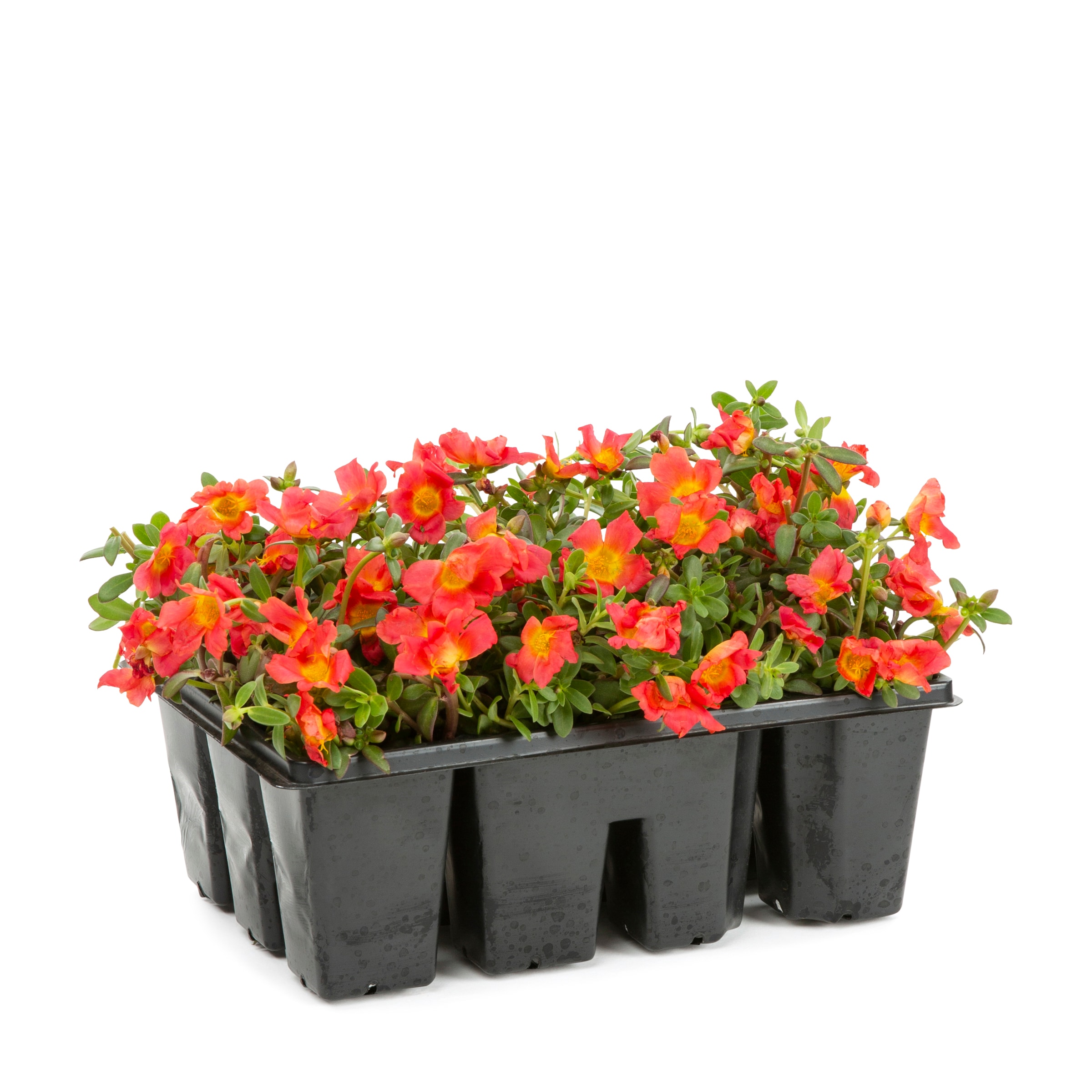 Lowe's Multicolor Moss Rose in 12-Pack Tray in the Annuals department ...