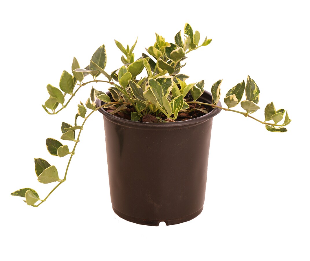 Lowe's 418390 Vinca Plant in 1 -Pint