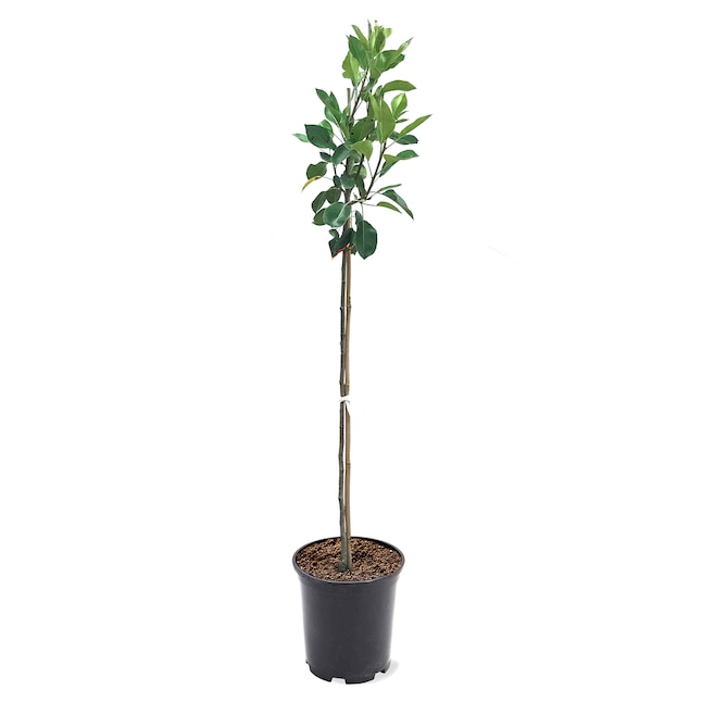 Southern Planters Pineapple Pear Tree - Large Fruit, Disease Resistant ...