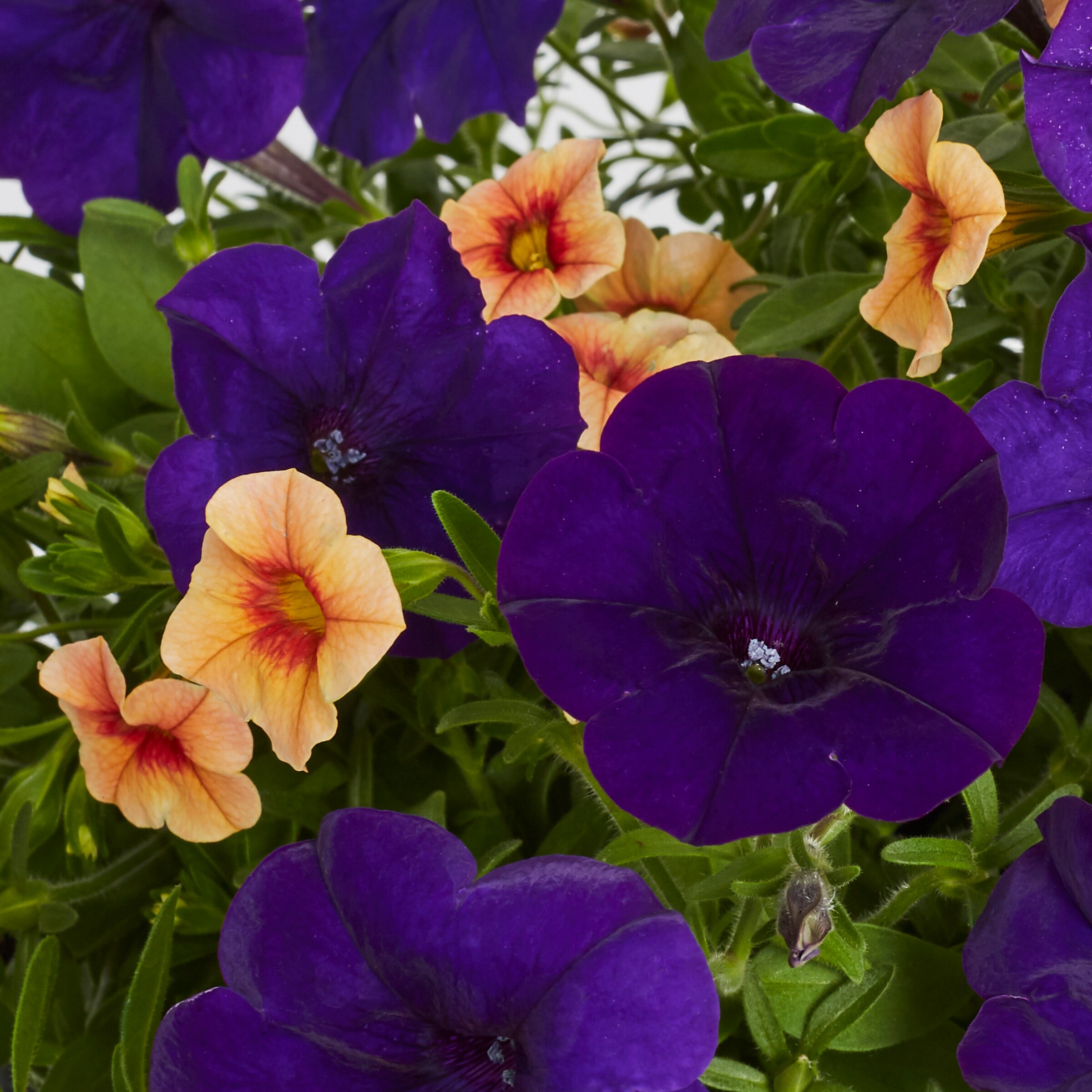 Ready Refill NURSERY annuals - View #2