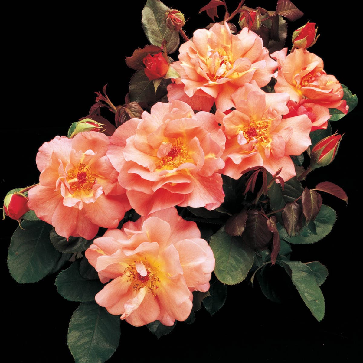 Spring Hill Nurseries 86323 roses - View #2