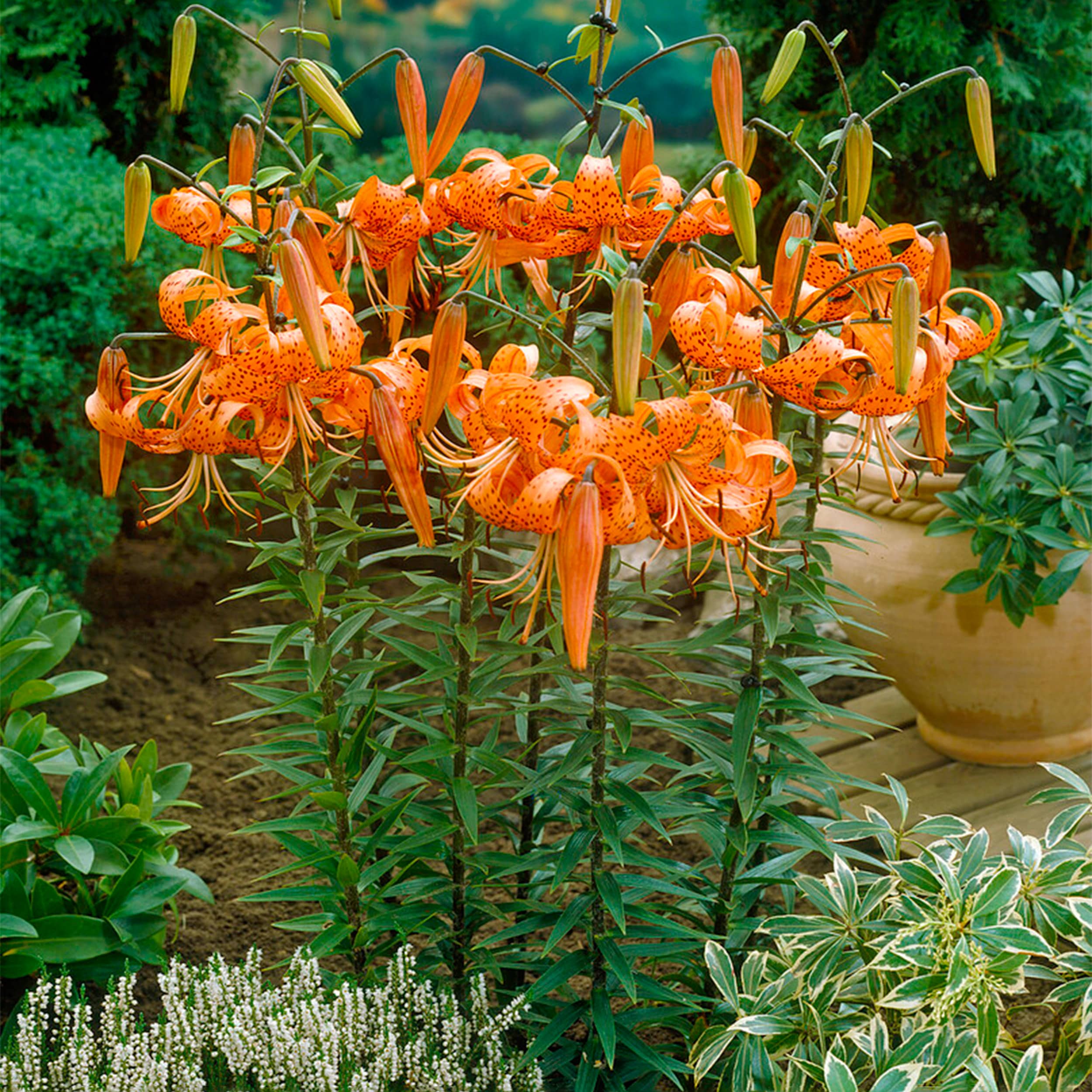Garden State Bulb ECS-48-30-03 Plant-Bulbs - View #6