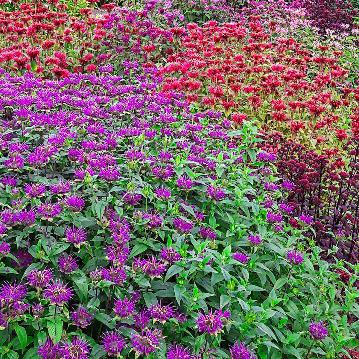 Direct Gardening 96131 perennials - View #2